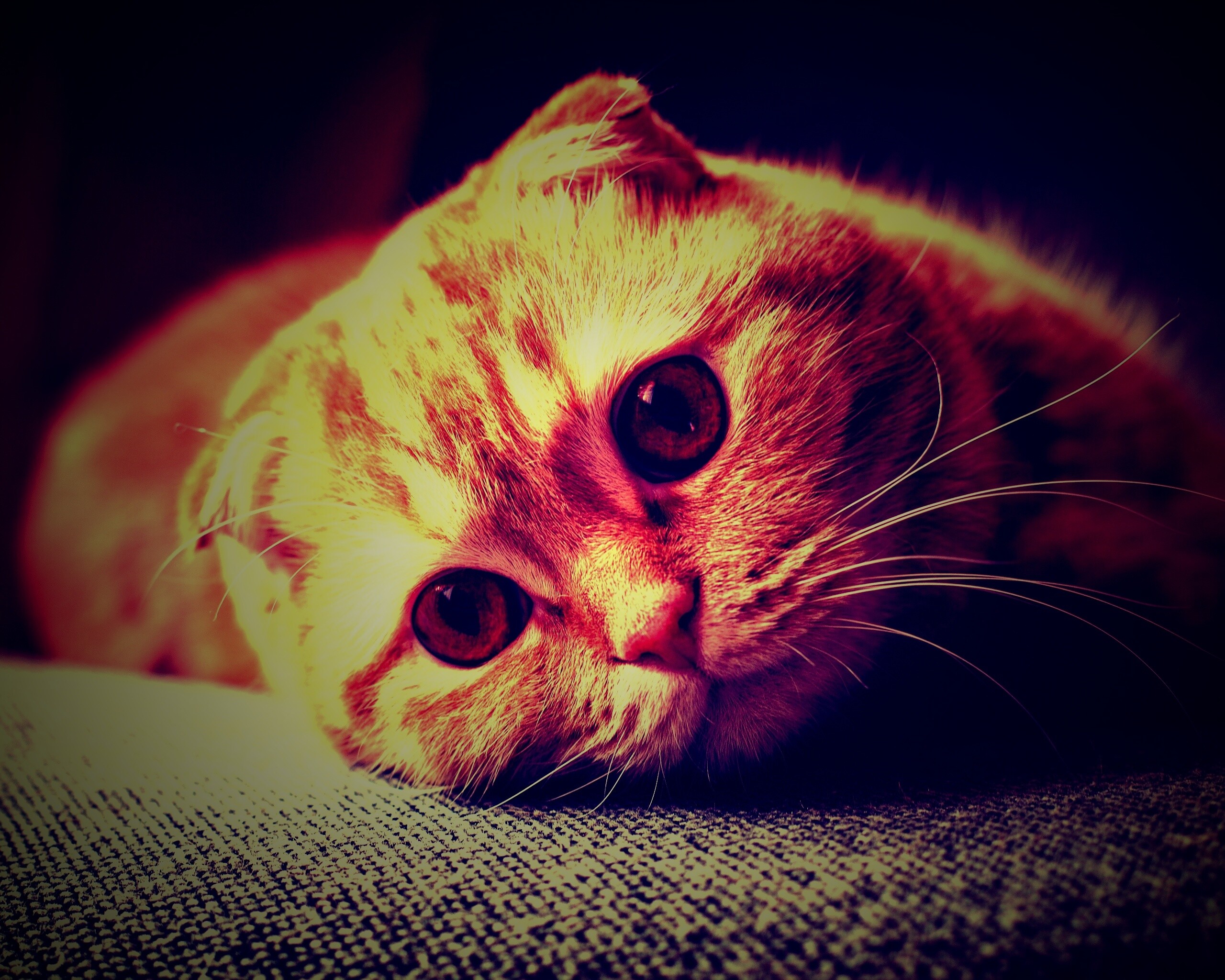 Скоттиш фолд рыжий обои