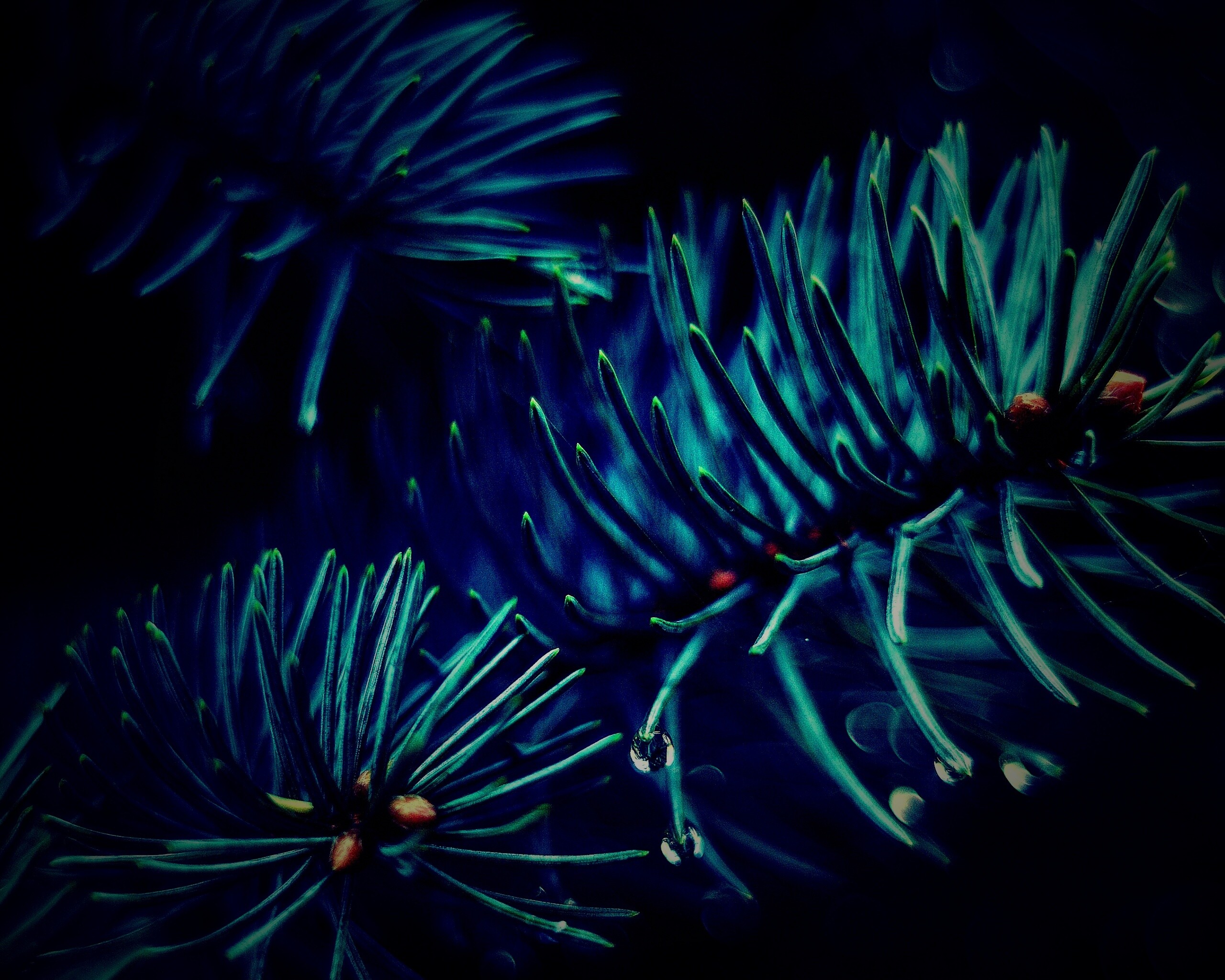 Еловые веточки обои