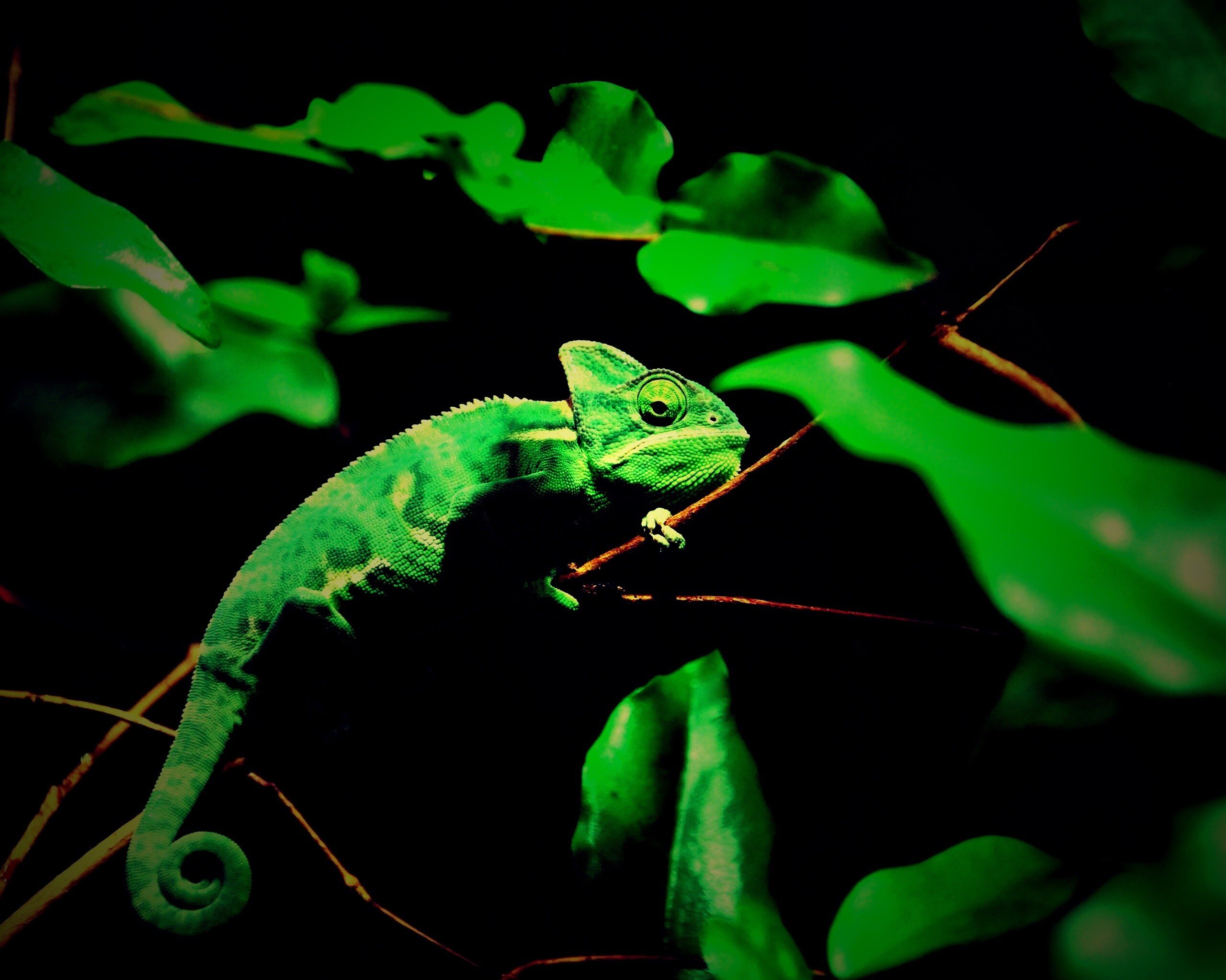 Хамелеон в листве обои