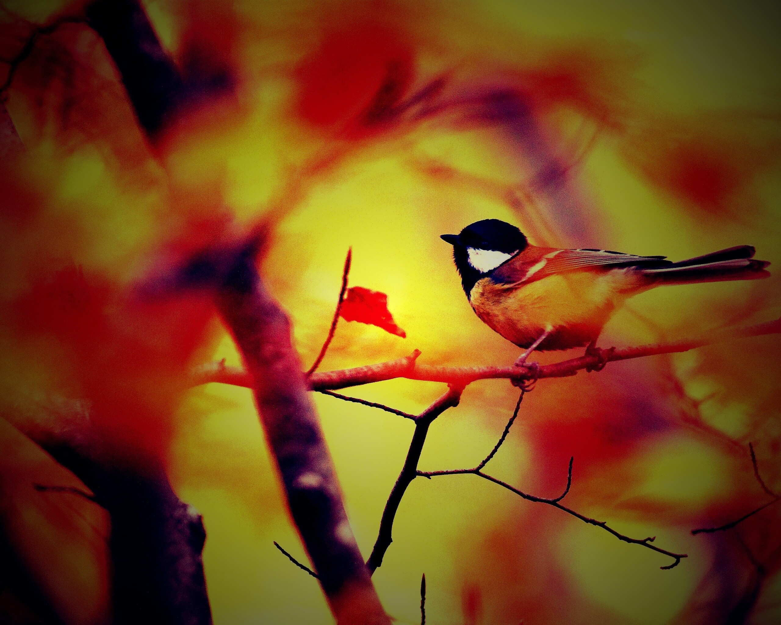 Синичка в желтой листве обои