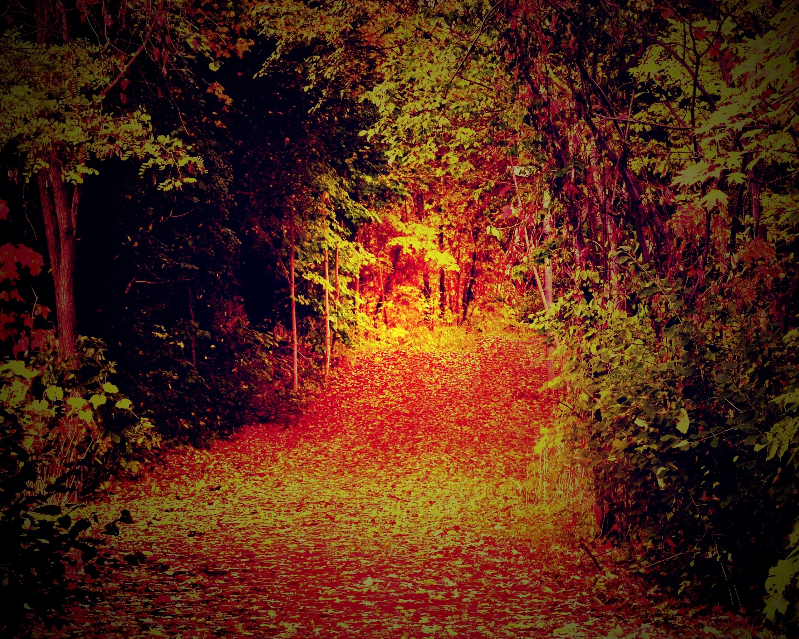 Дорожка в осеннем лесу обои