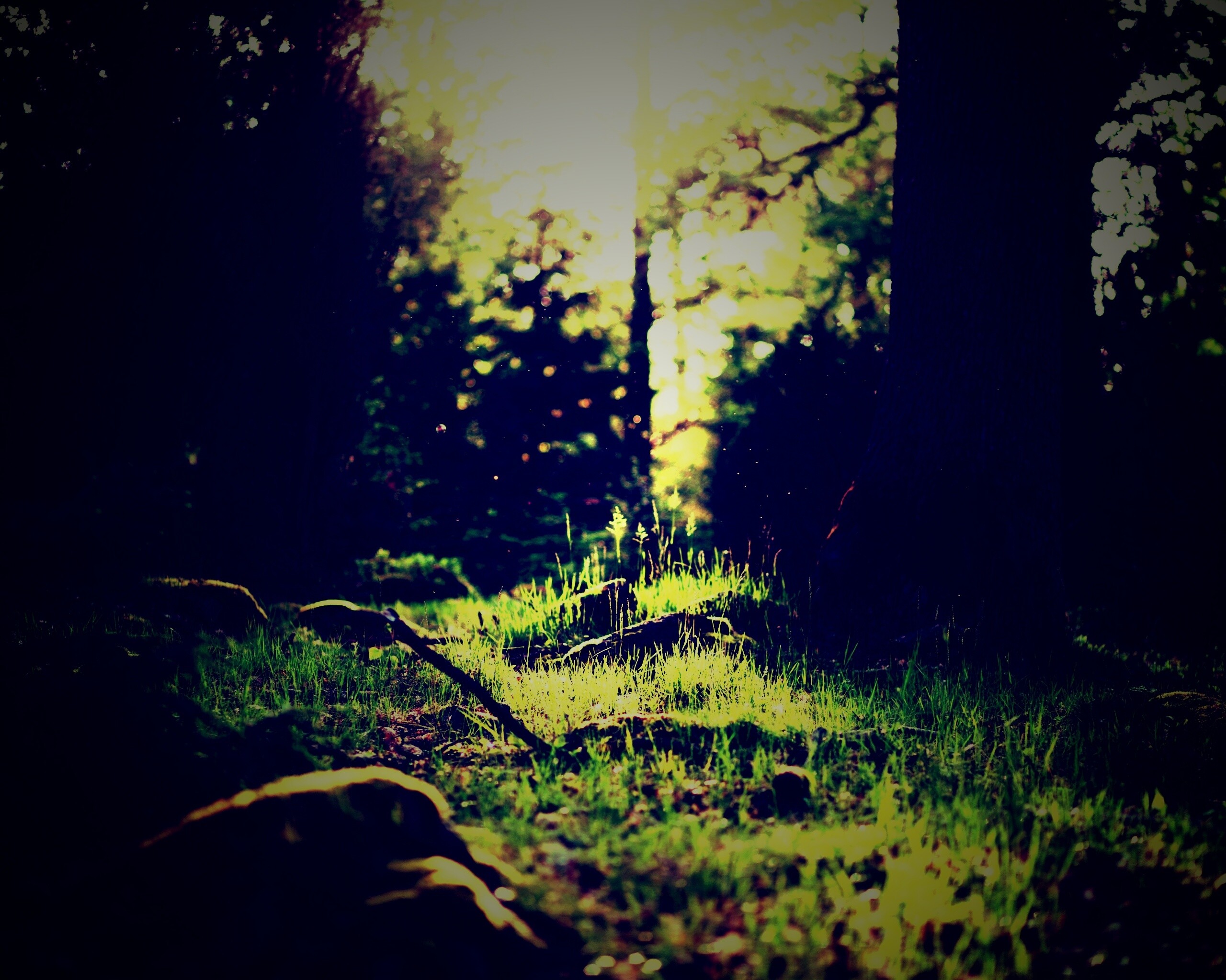 Лето в лесу обои