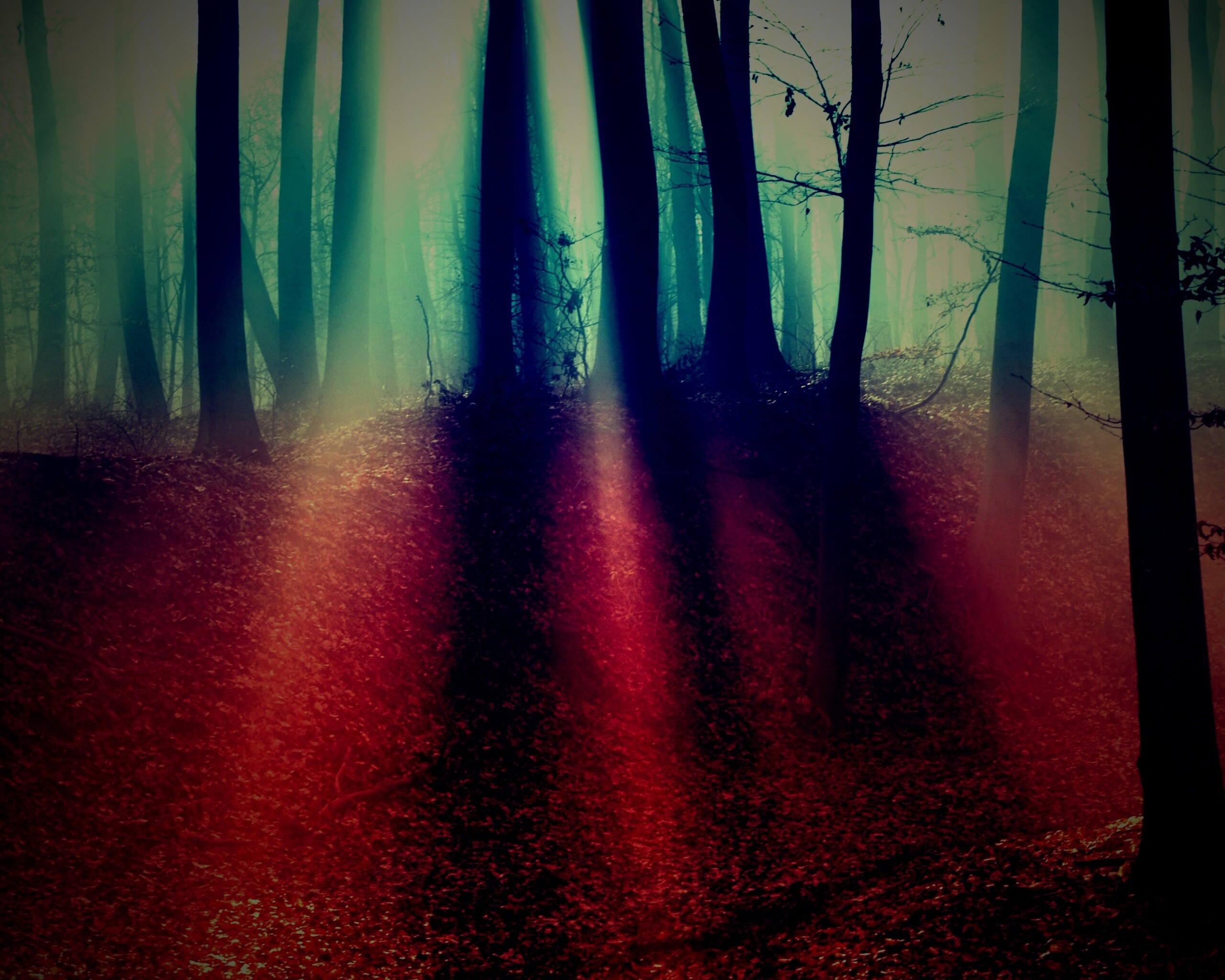 Мистические лес обои