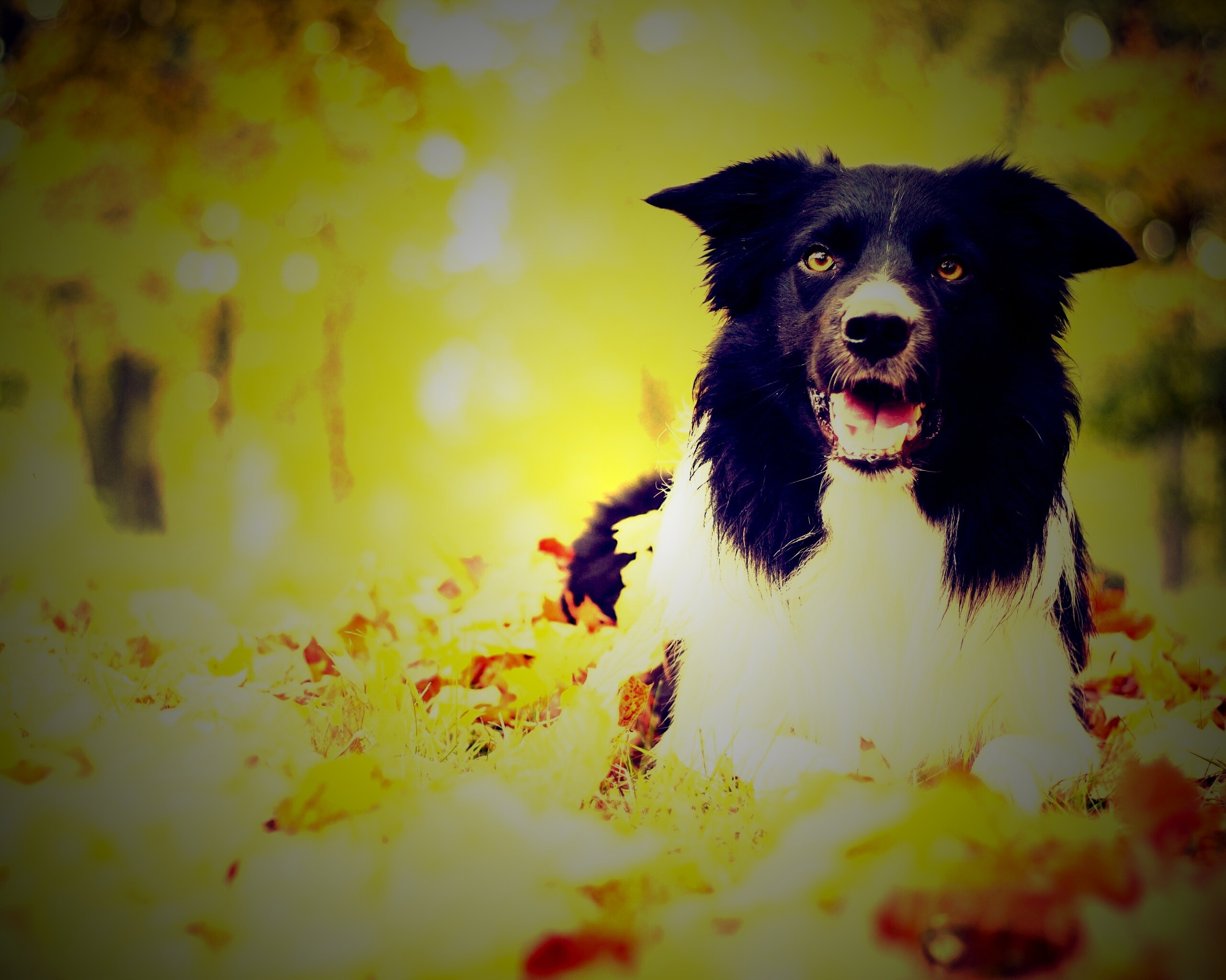 Пес среди листвы обои