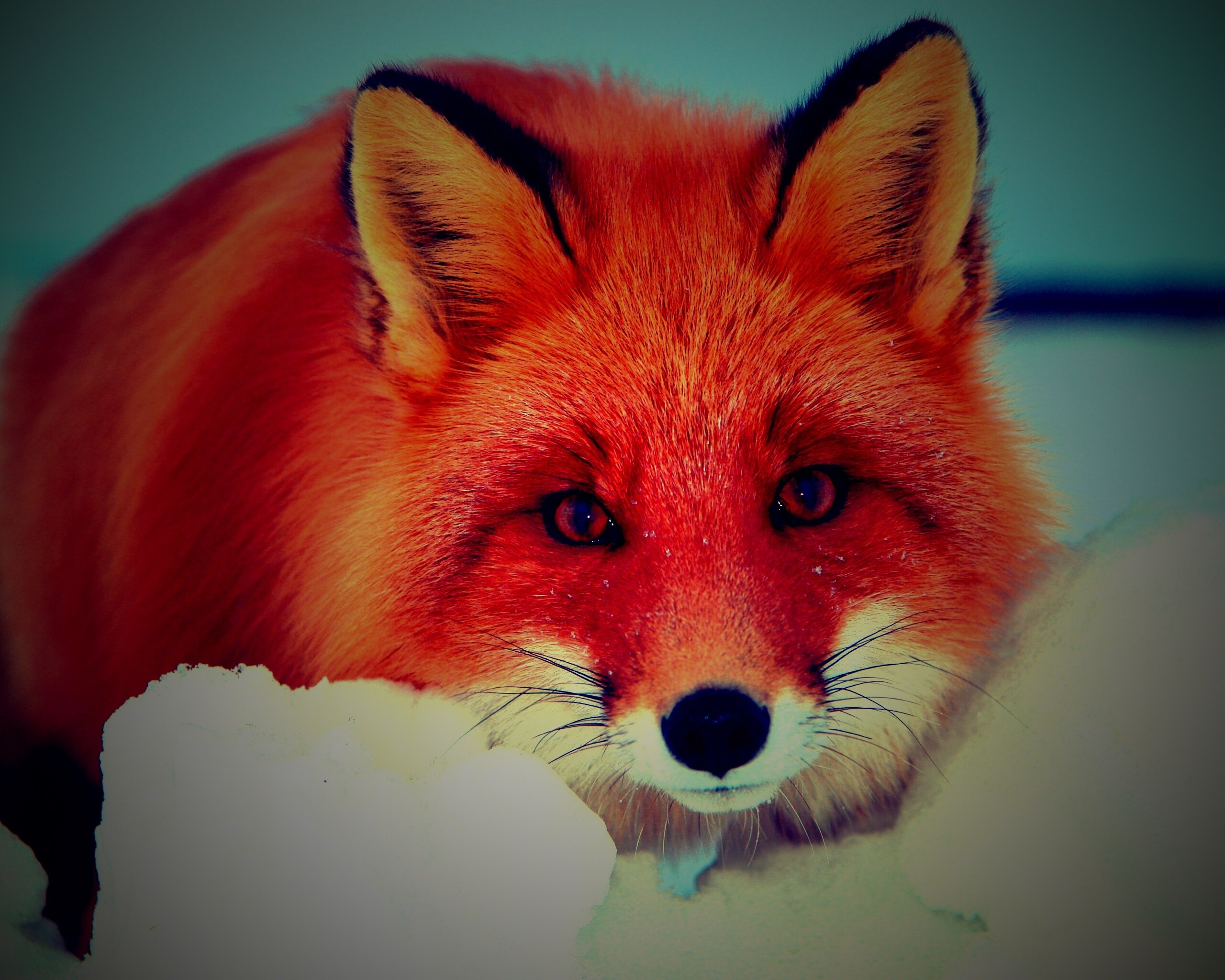 Рыжая лиса в снегу обои