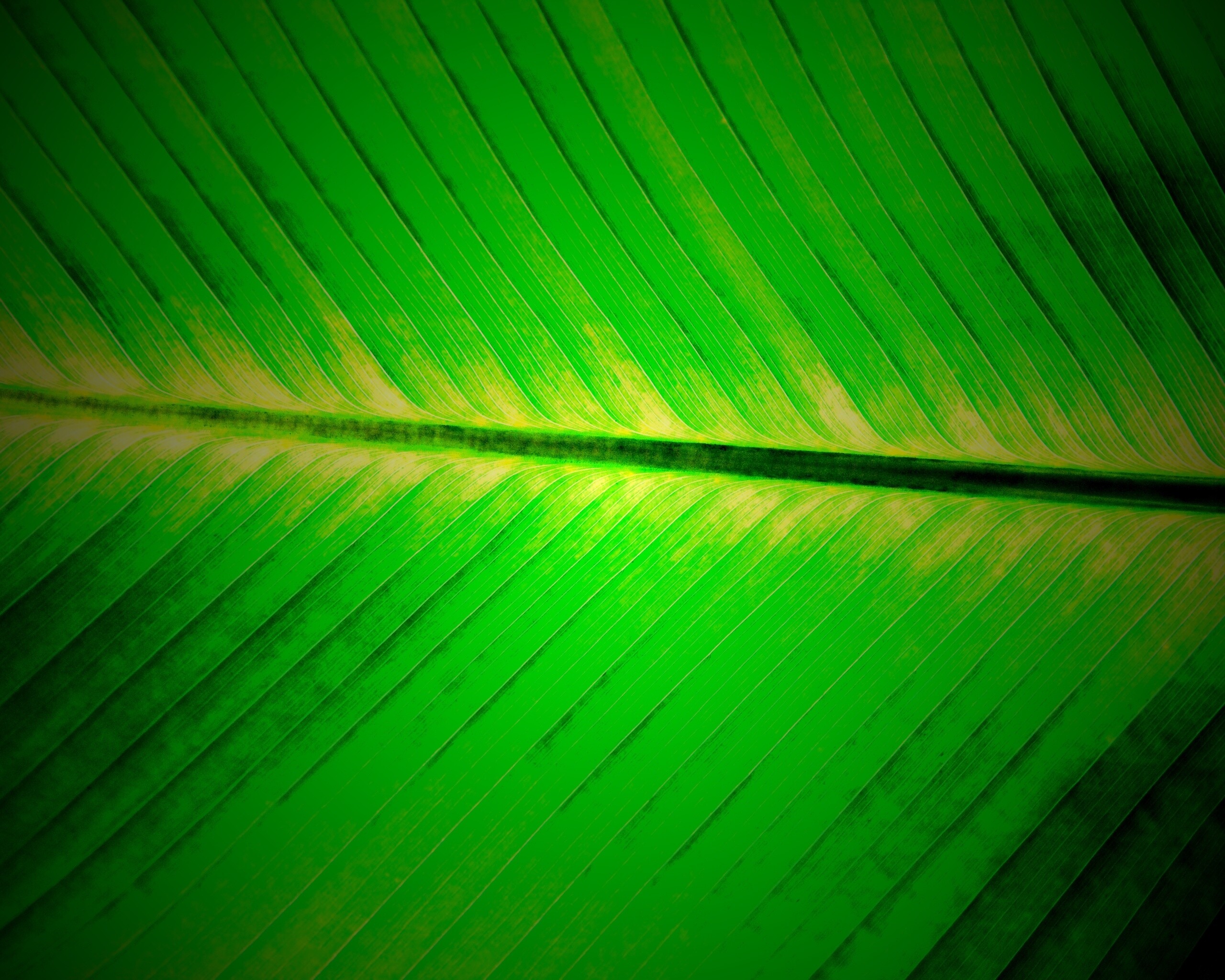 Пальмовый лист на солнце обои