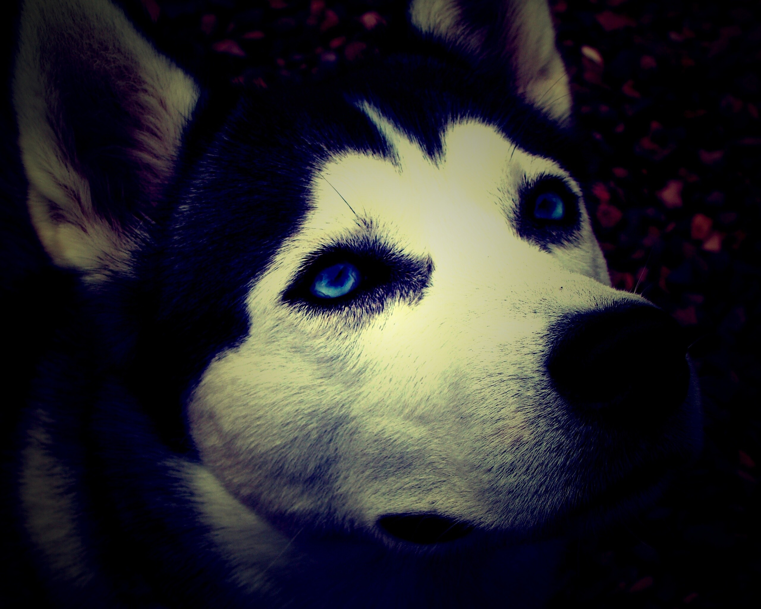 Собака хаски обои