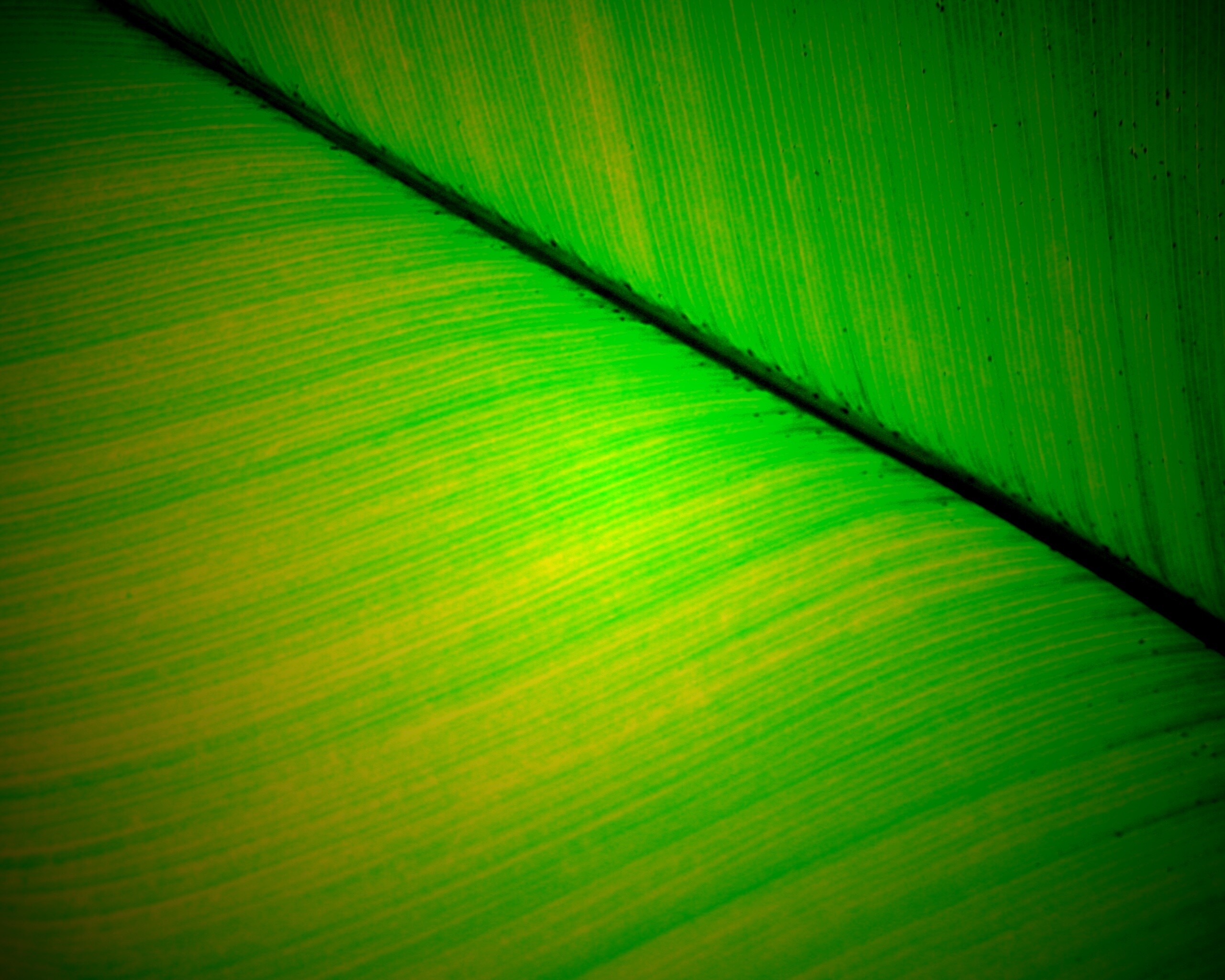 Зеленый лист обои