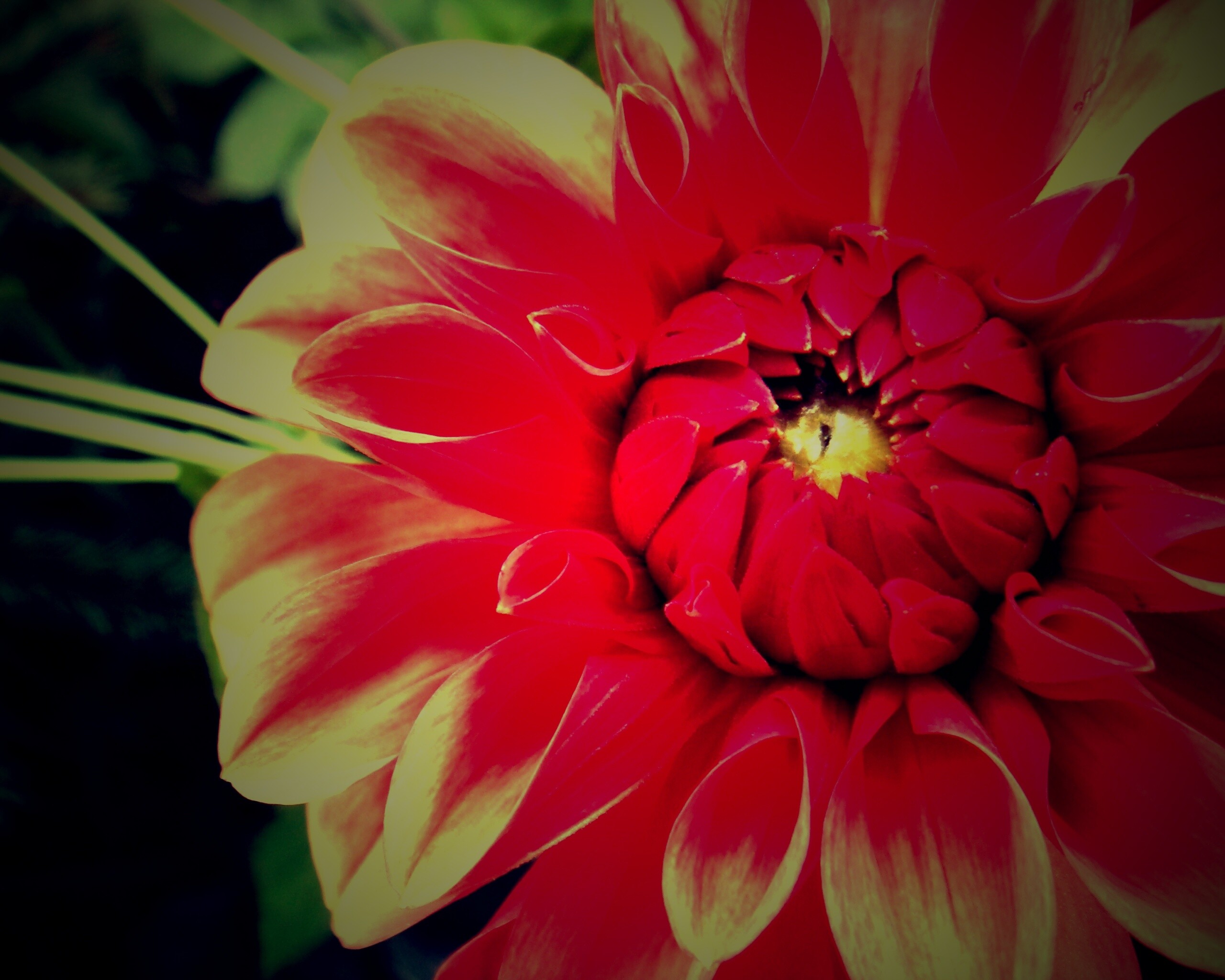 Аленький цветочек обои