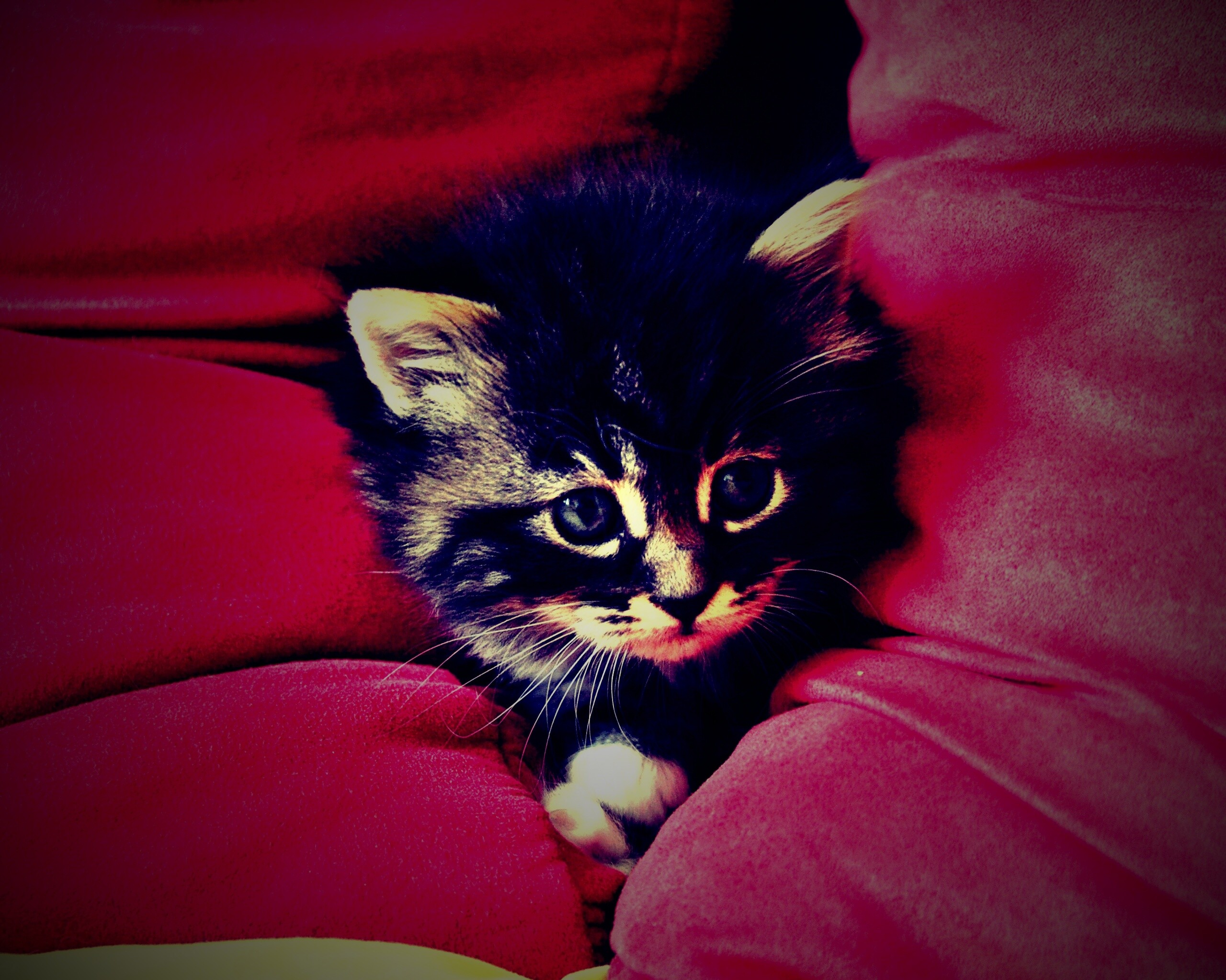 Котенок в подушках обои