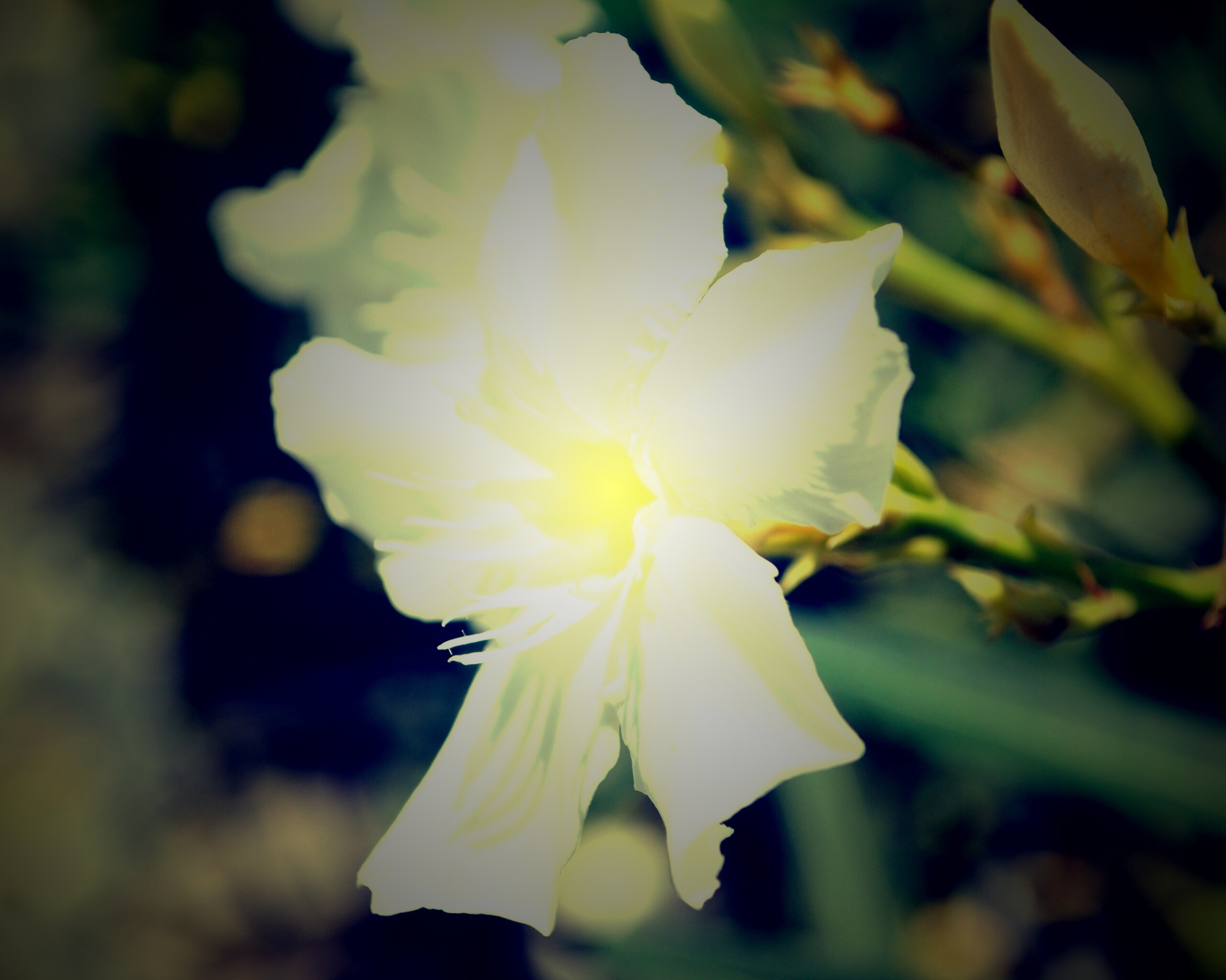 Эухарис, амазонская лилия обои