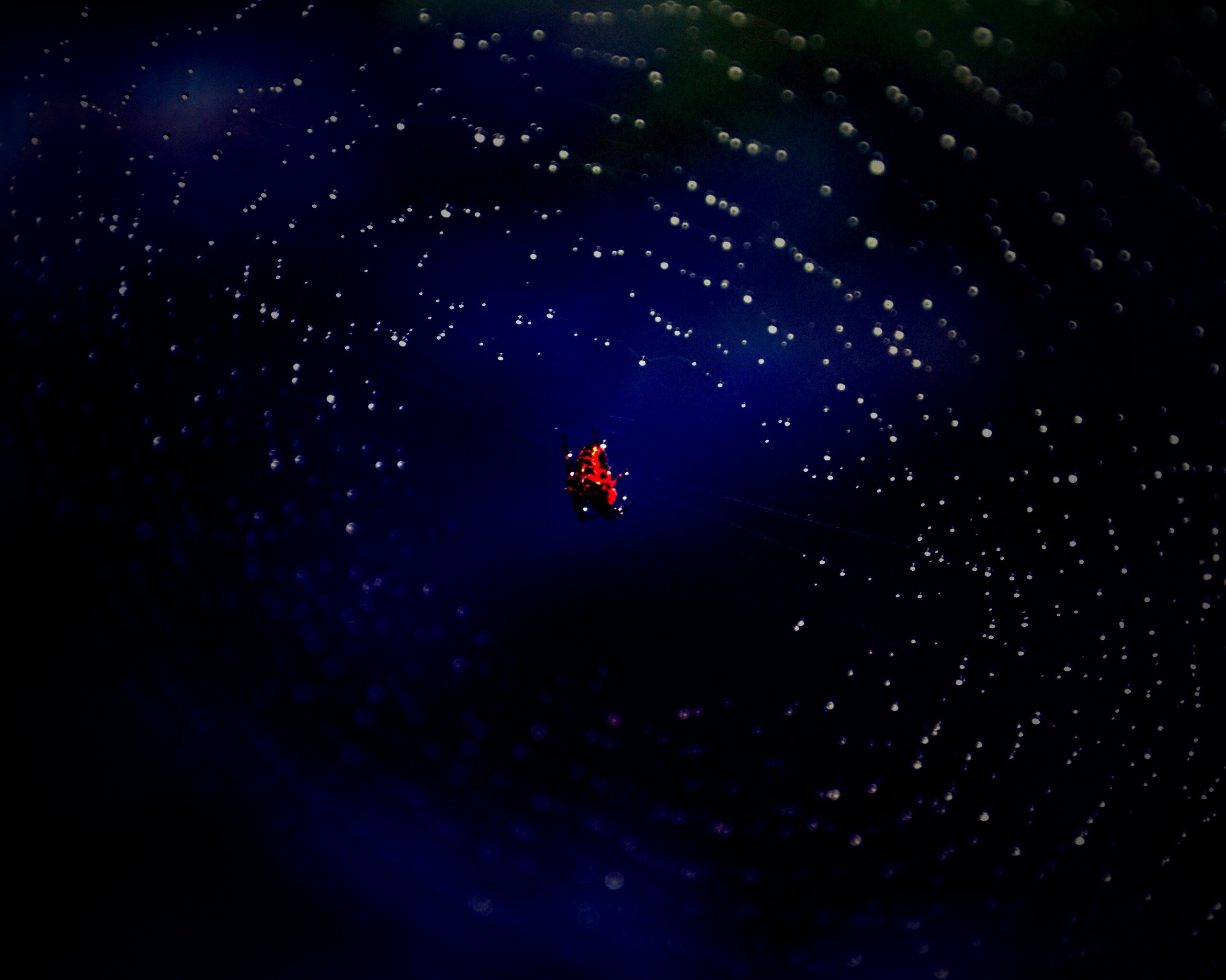 Паук на паутине обои