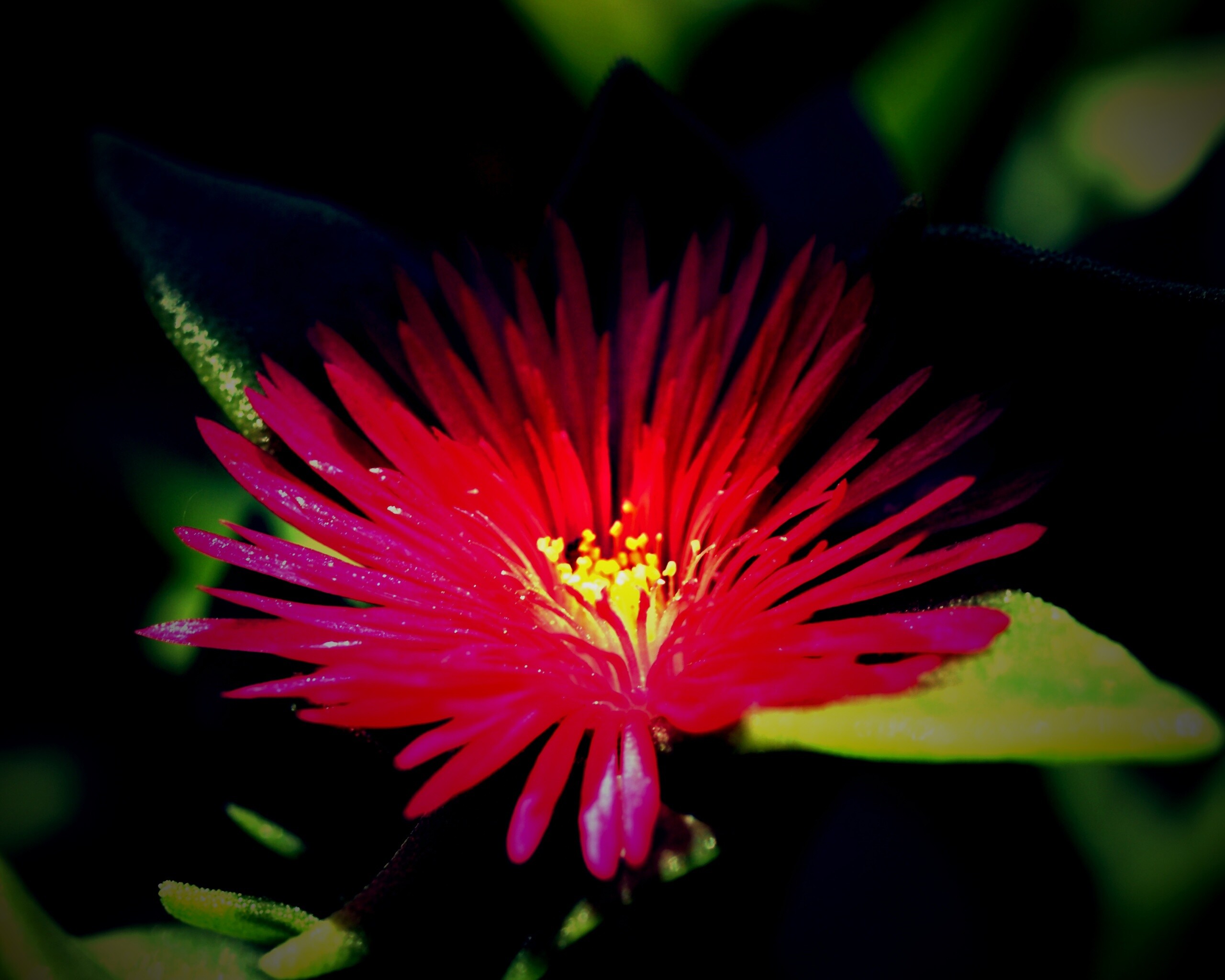 Чудесный цветок обои