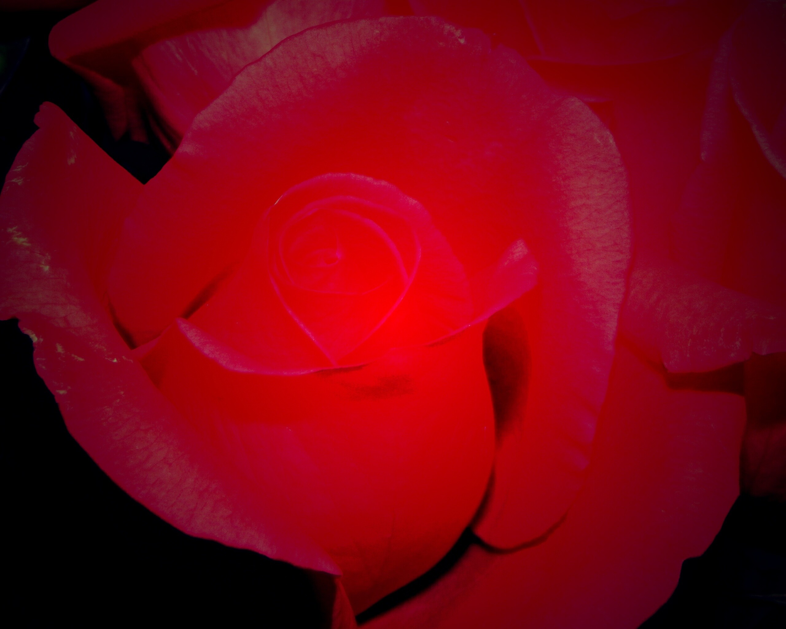 Бутон розы обои