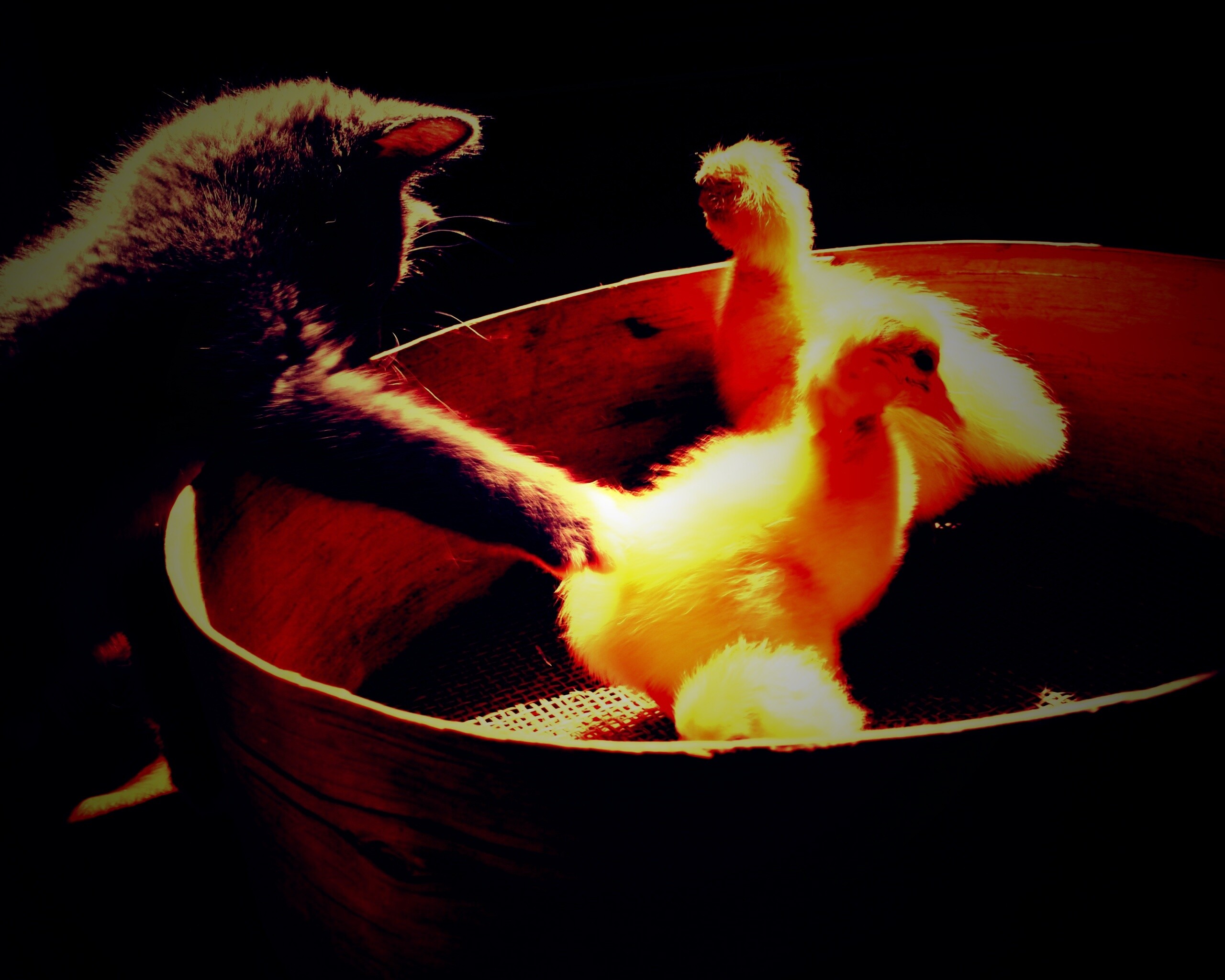 Котенок играет с утятами обои