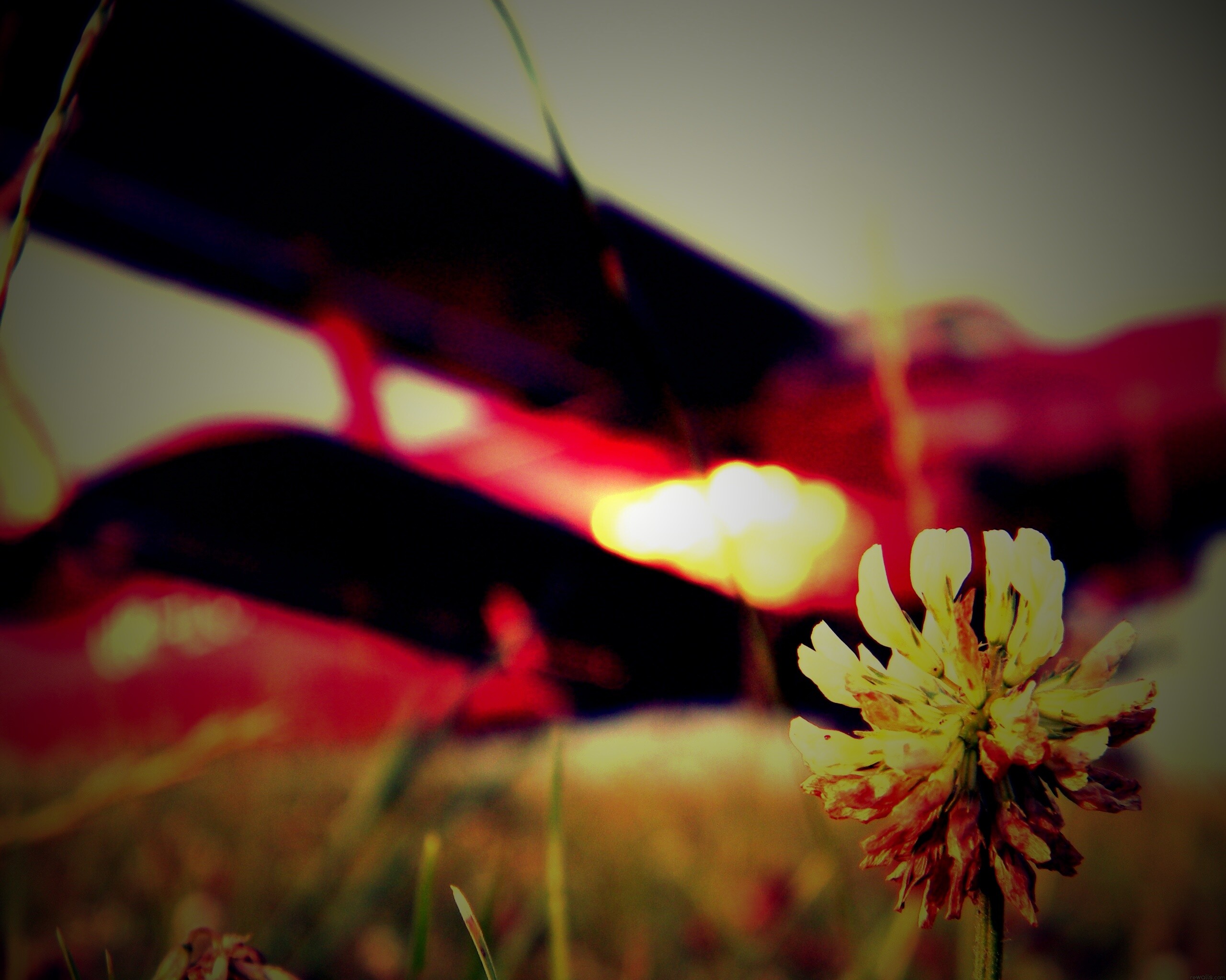 Цветок и красный самолет обои