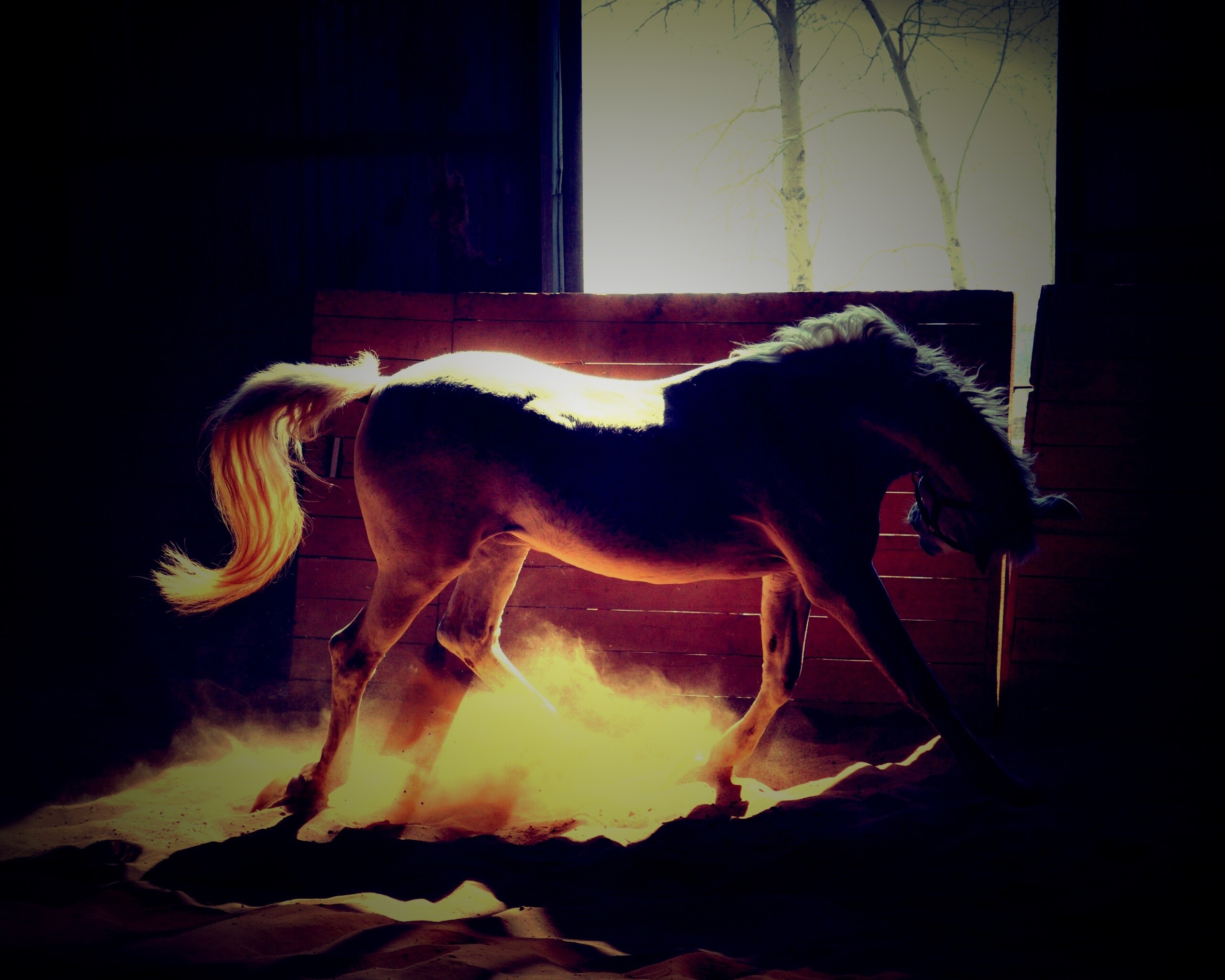 Белая лошадь в загоне обои