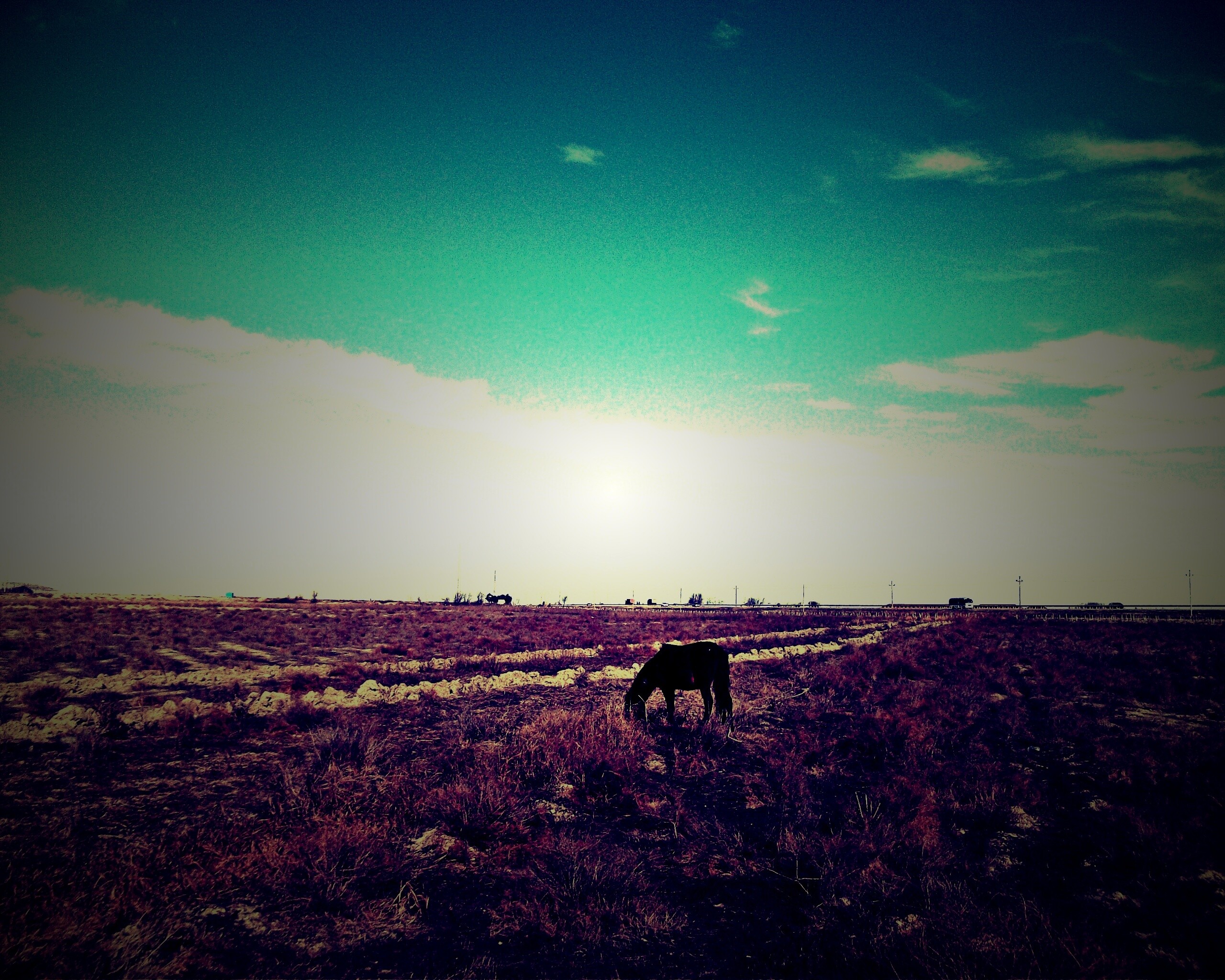 Лошадь пасётся обои