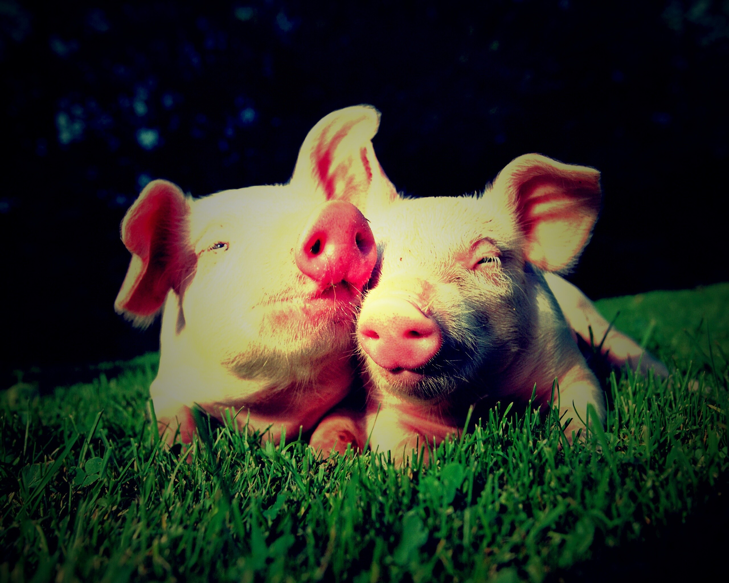 Два поросёнка обои