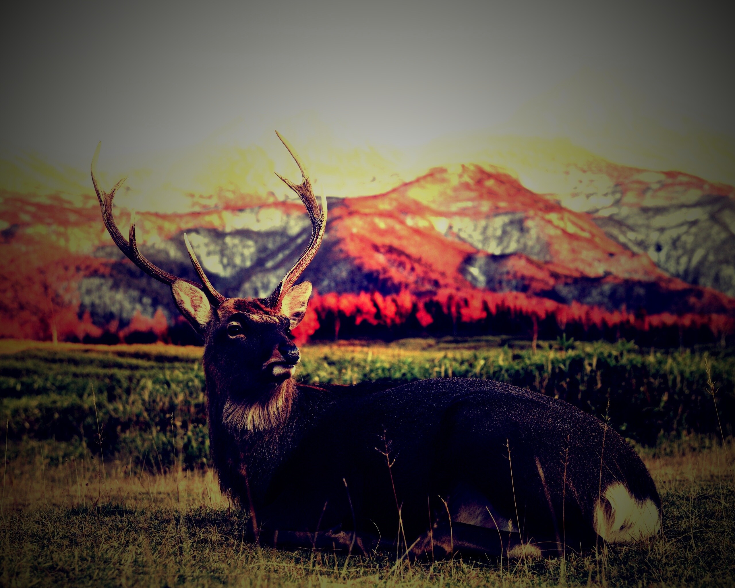 Олень отдыхает в предгорьях обои