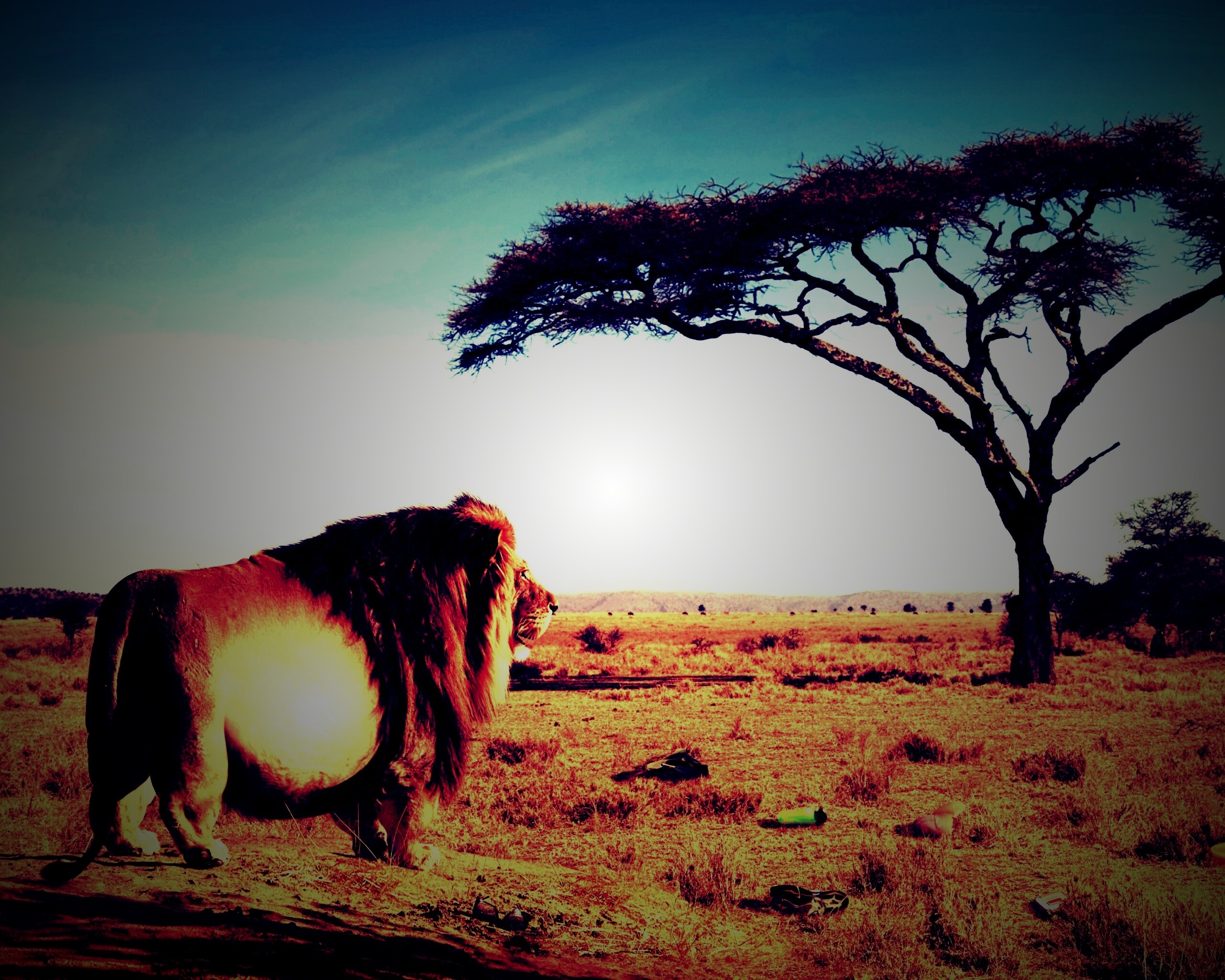 Толстый лев обои