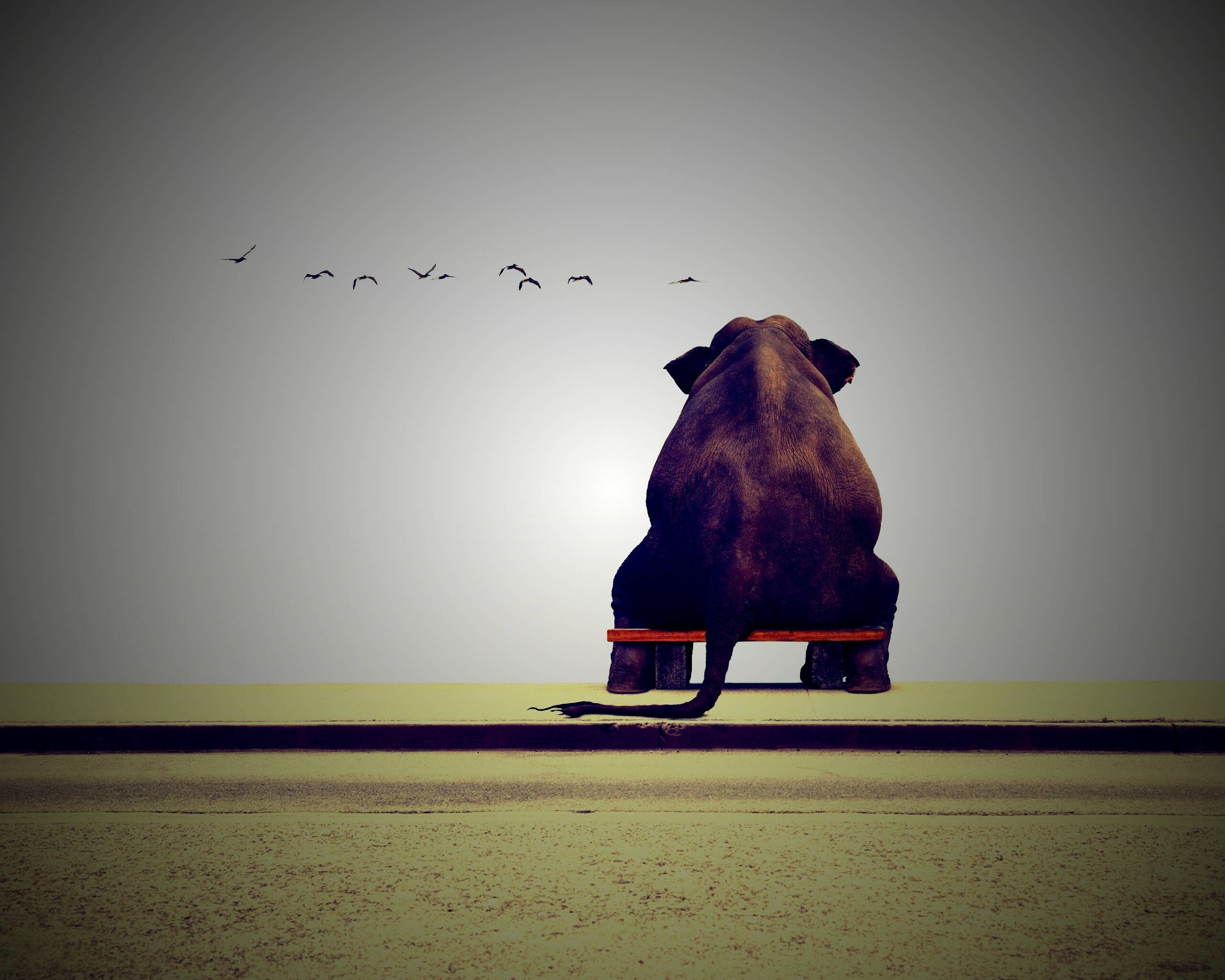 Слон на табуретке обои