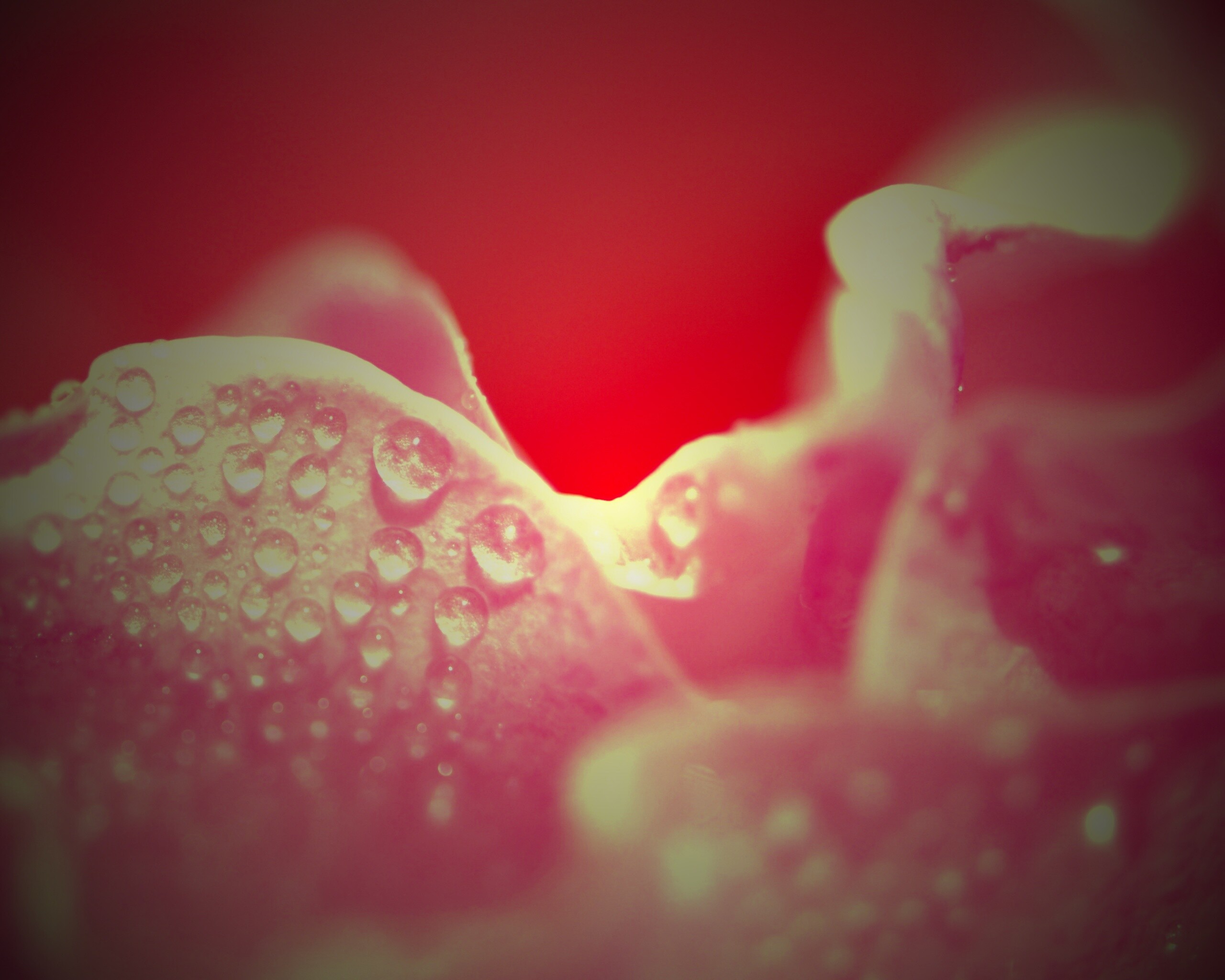 Нежность лепестков обои