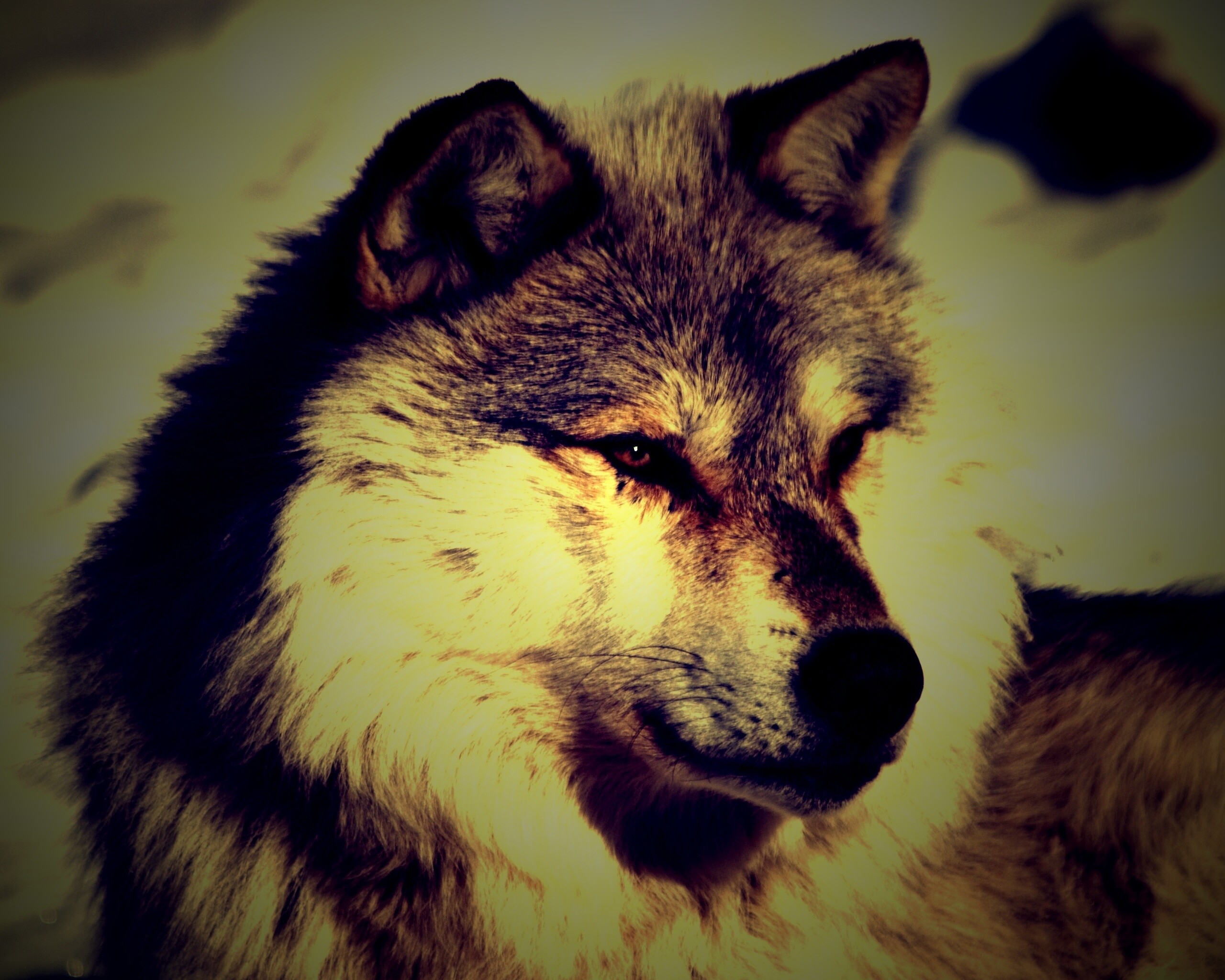 Лайка на снегу обои