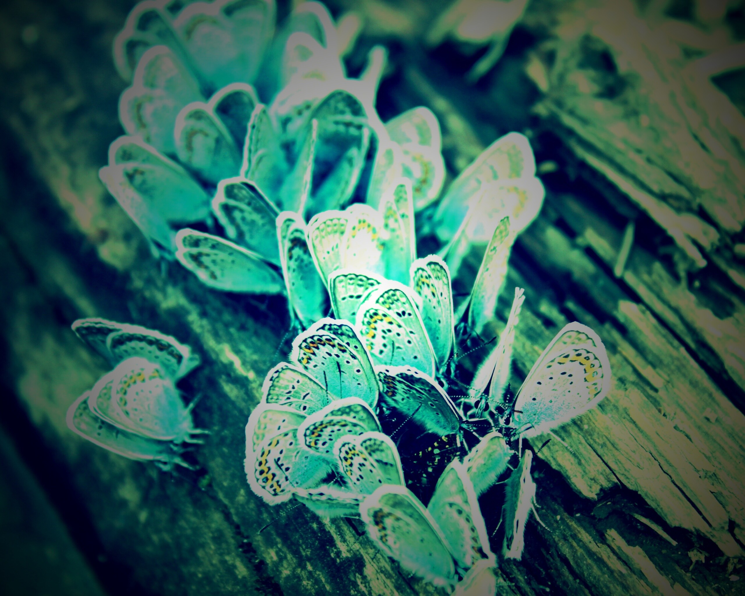 Голубые бабочки обои