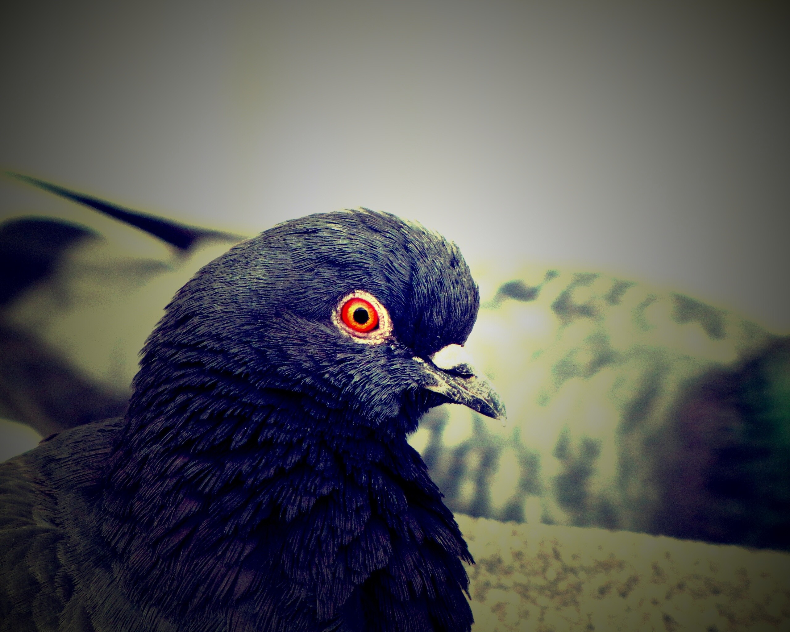 Смотрит в самую душу обои