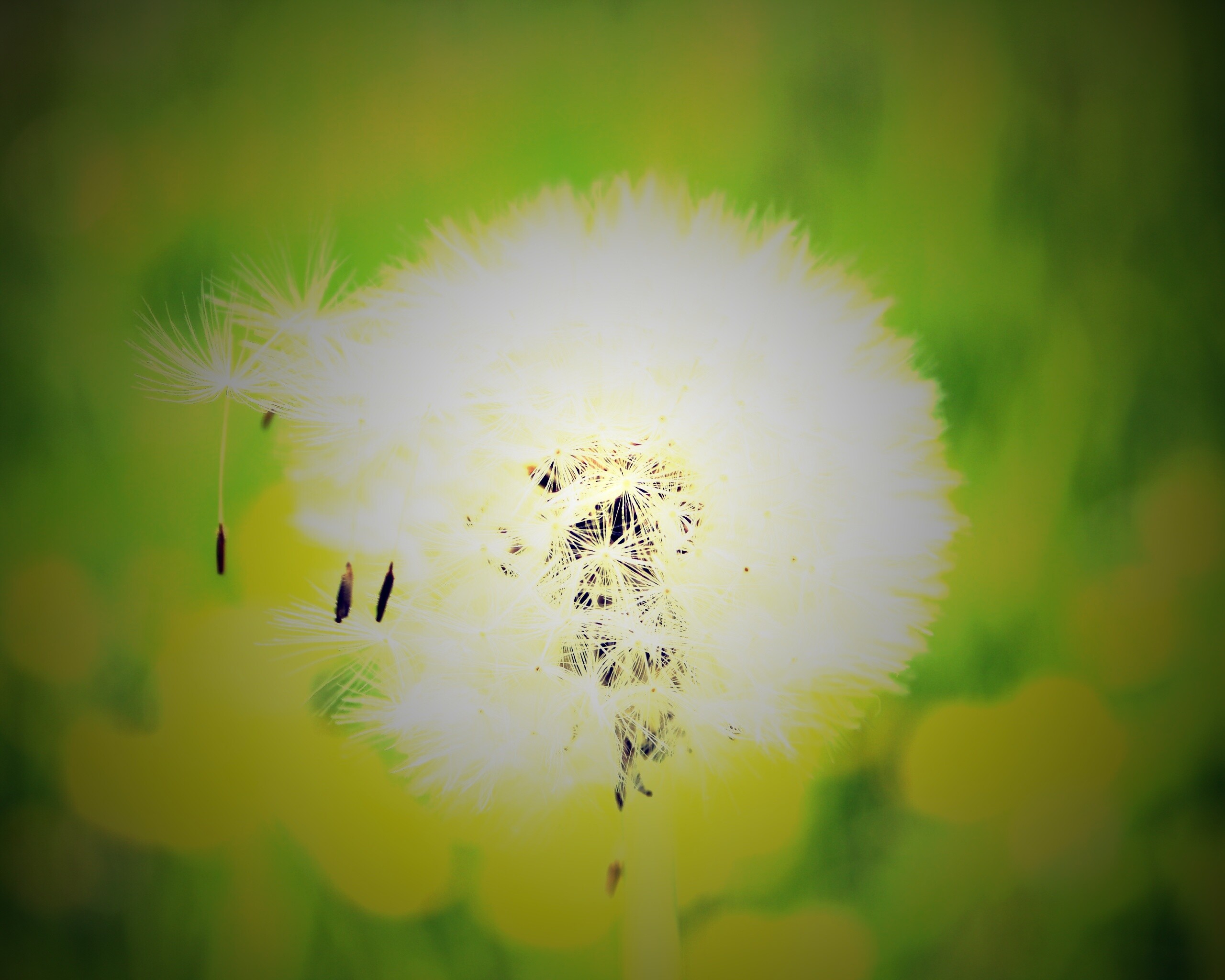 Одуванчик обои