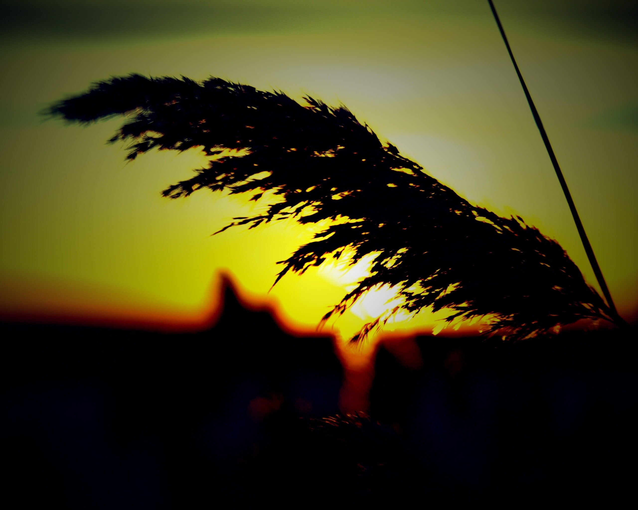 Камыш на закате обои