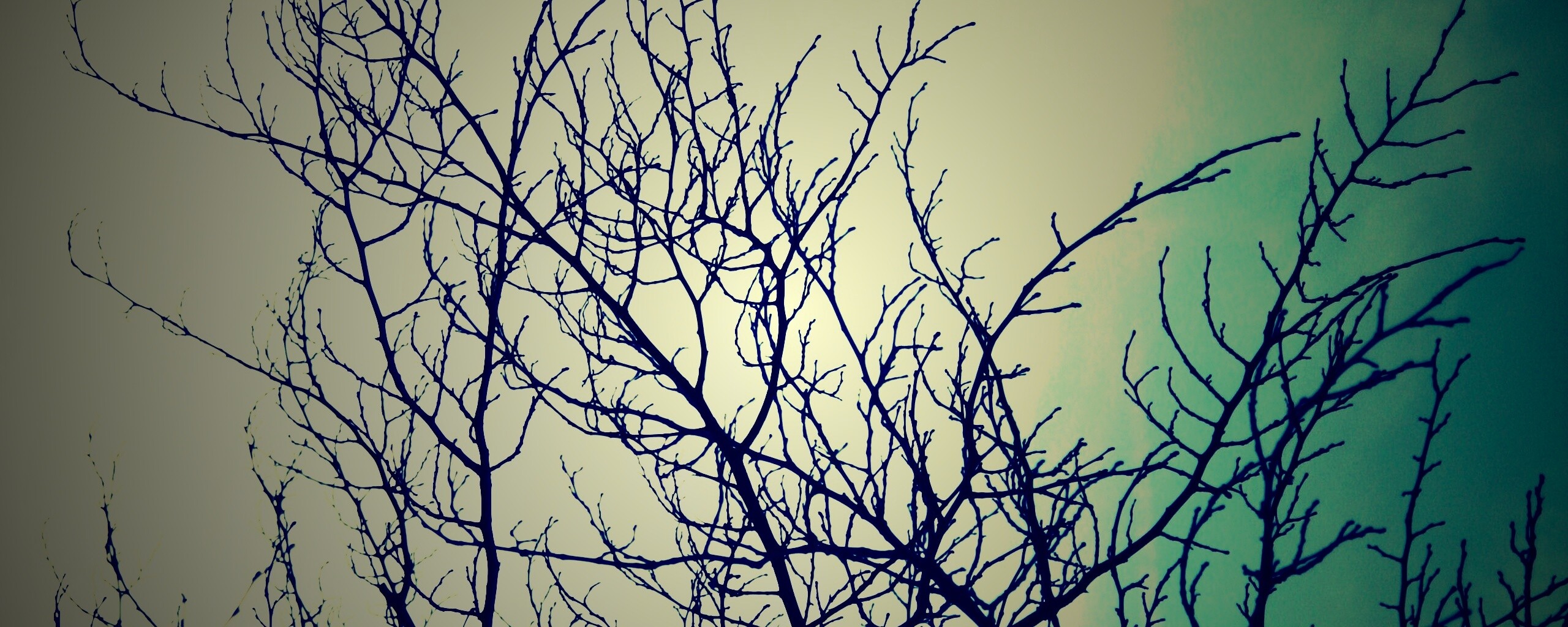 Ветвистое дерево обои