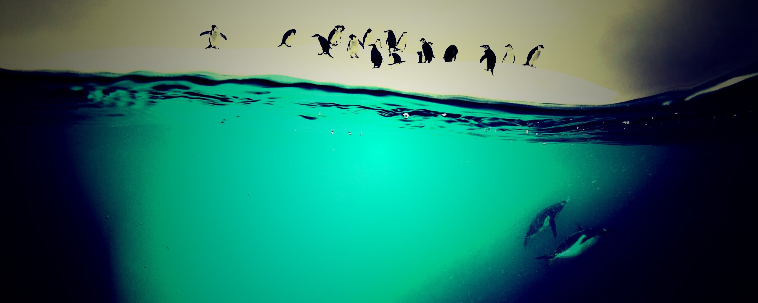 Пингвины обои