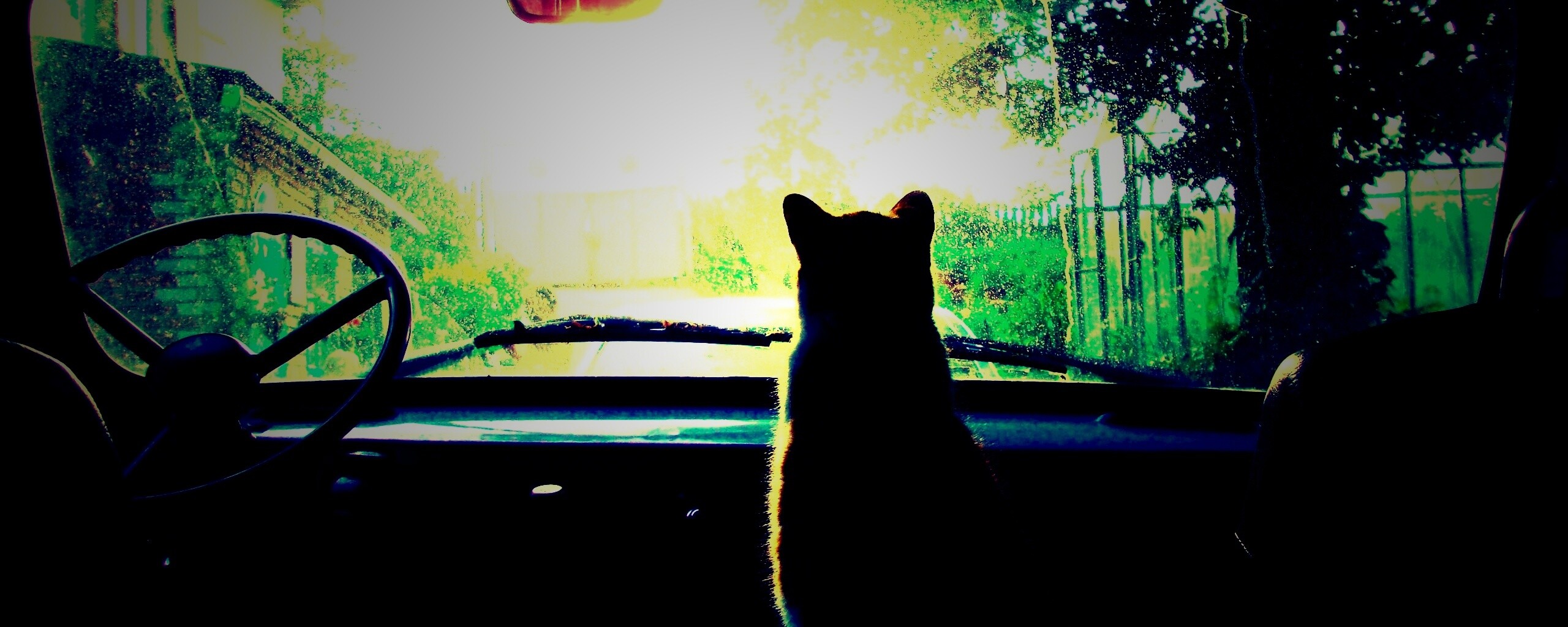 Кот навигатор обои