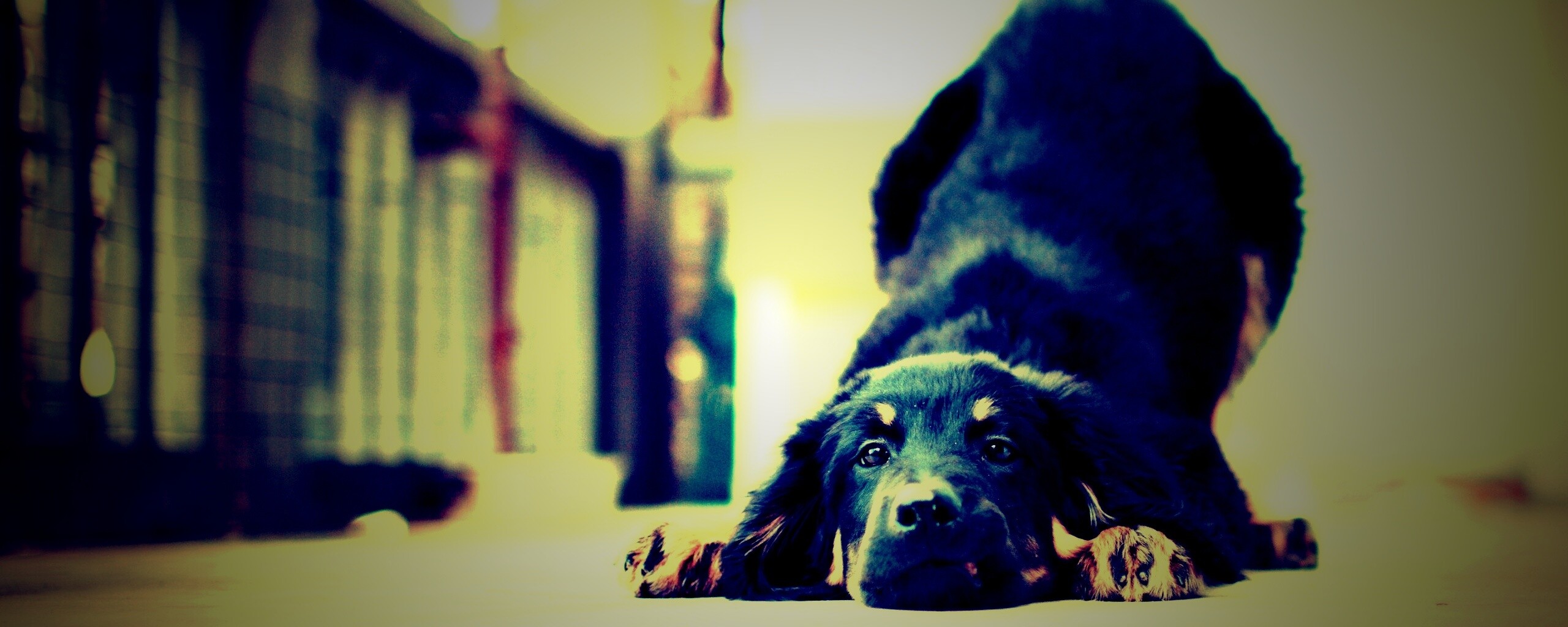 Игривый пес обои