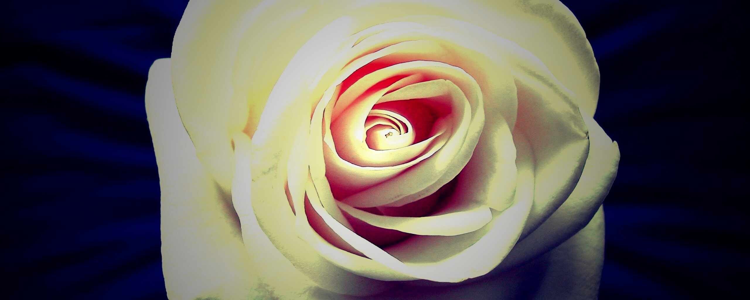 Белая роза обои