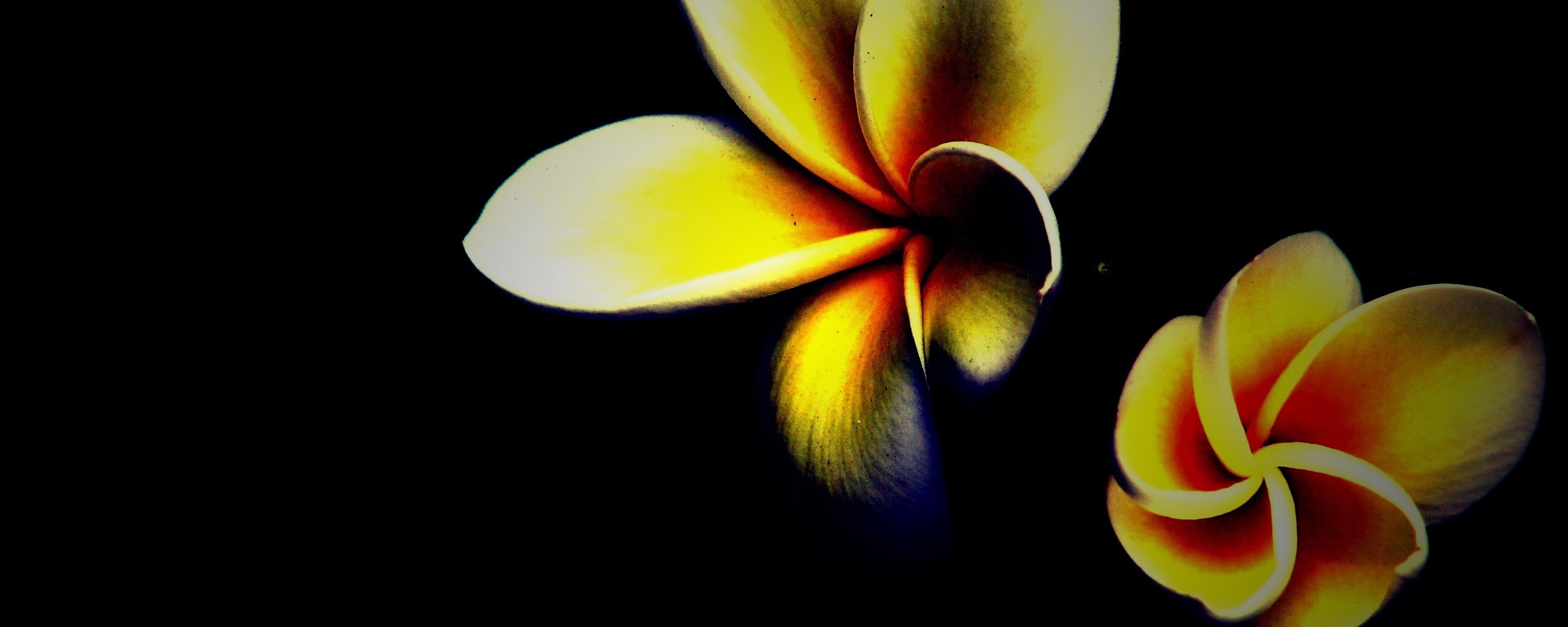 Цветки обои