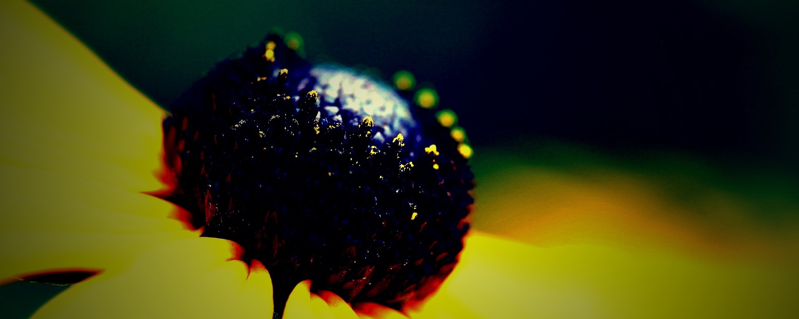 Золотой цветок обои