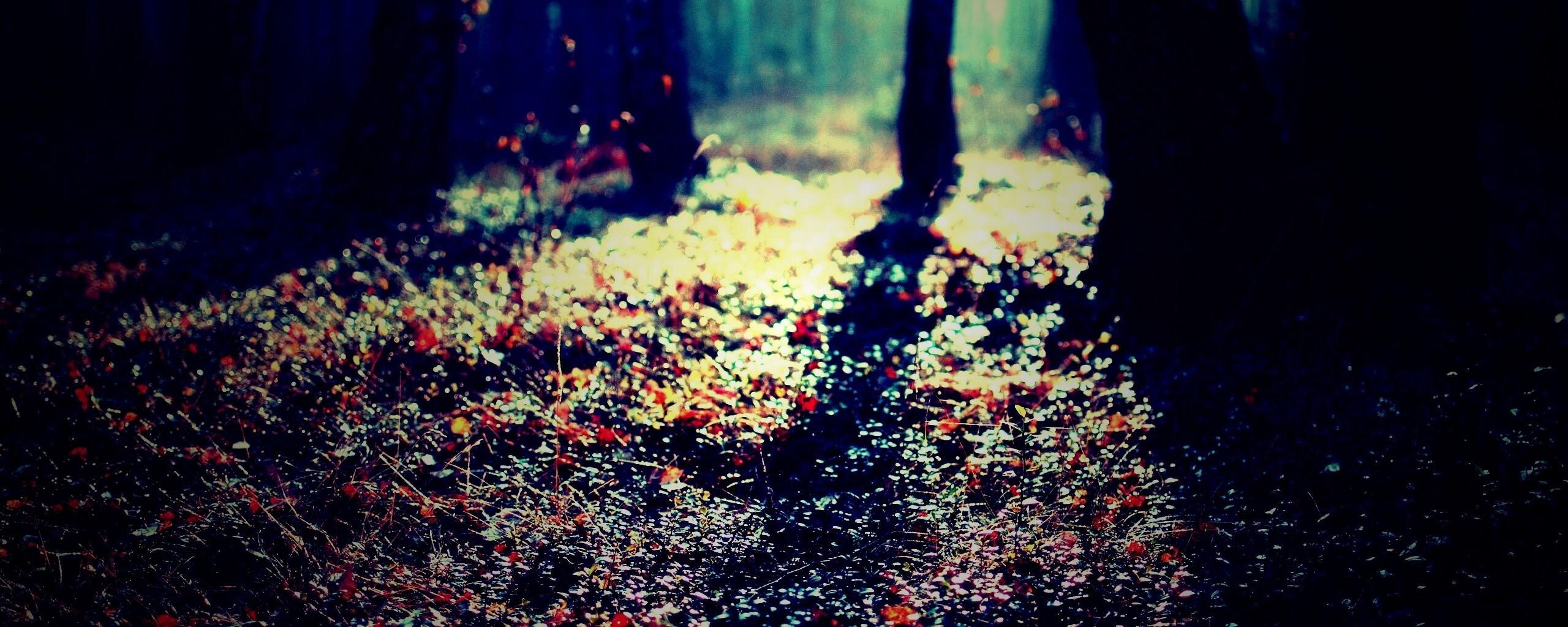 Лесная земля обои