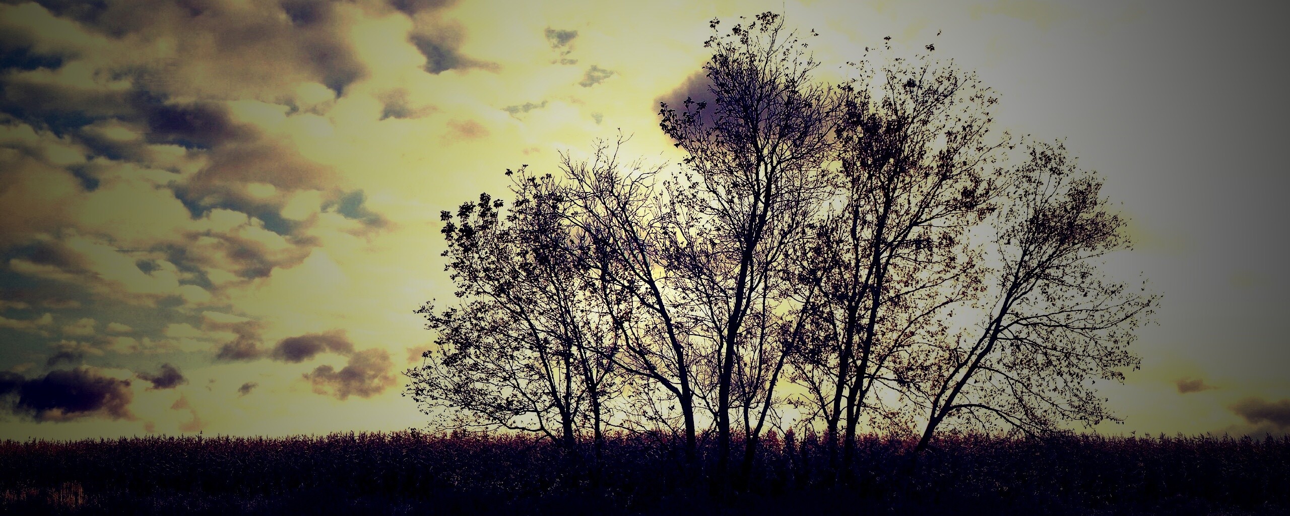 Деревце обои