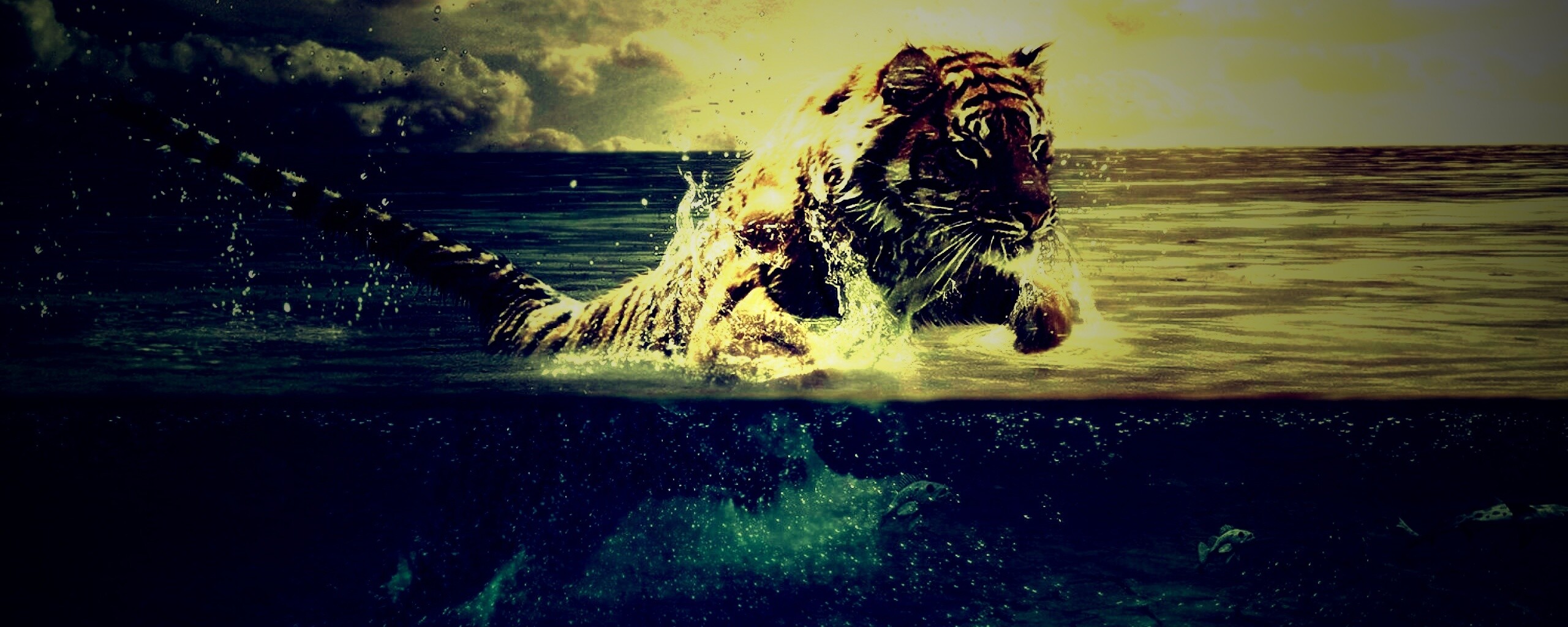 Тигр купается обои