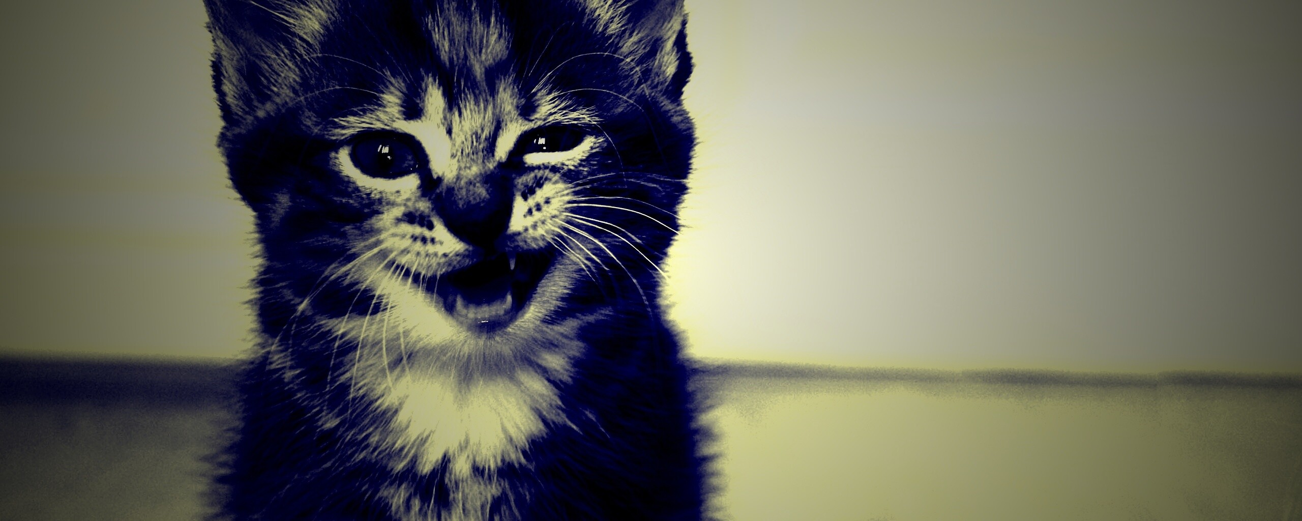 Ухмыляющийся котенок обои