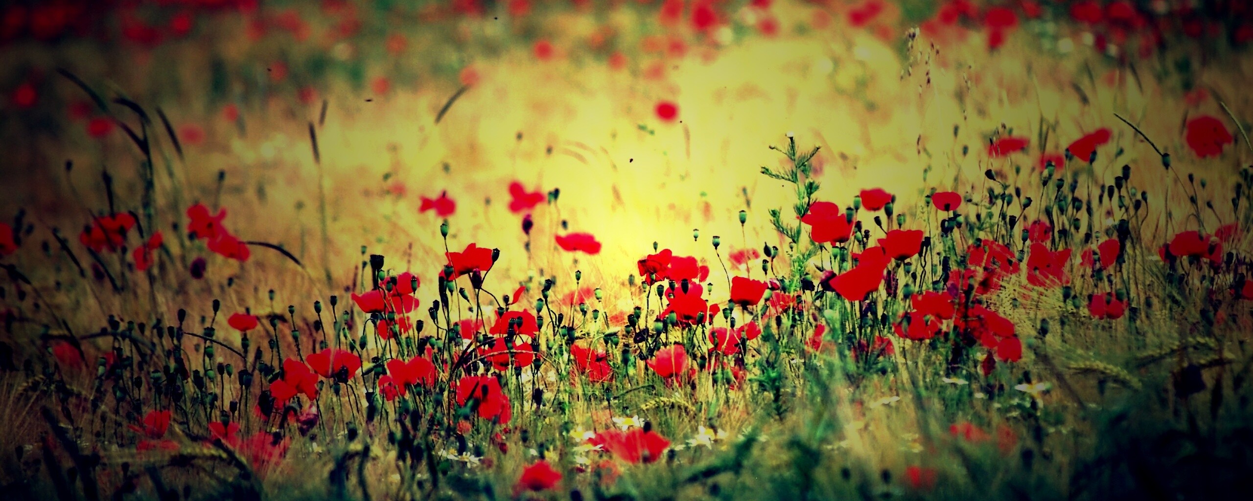 Маковое поле обои