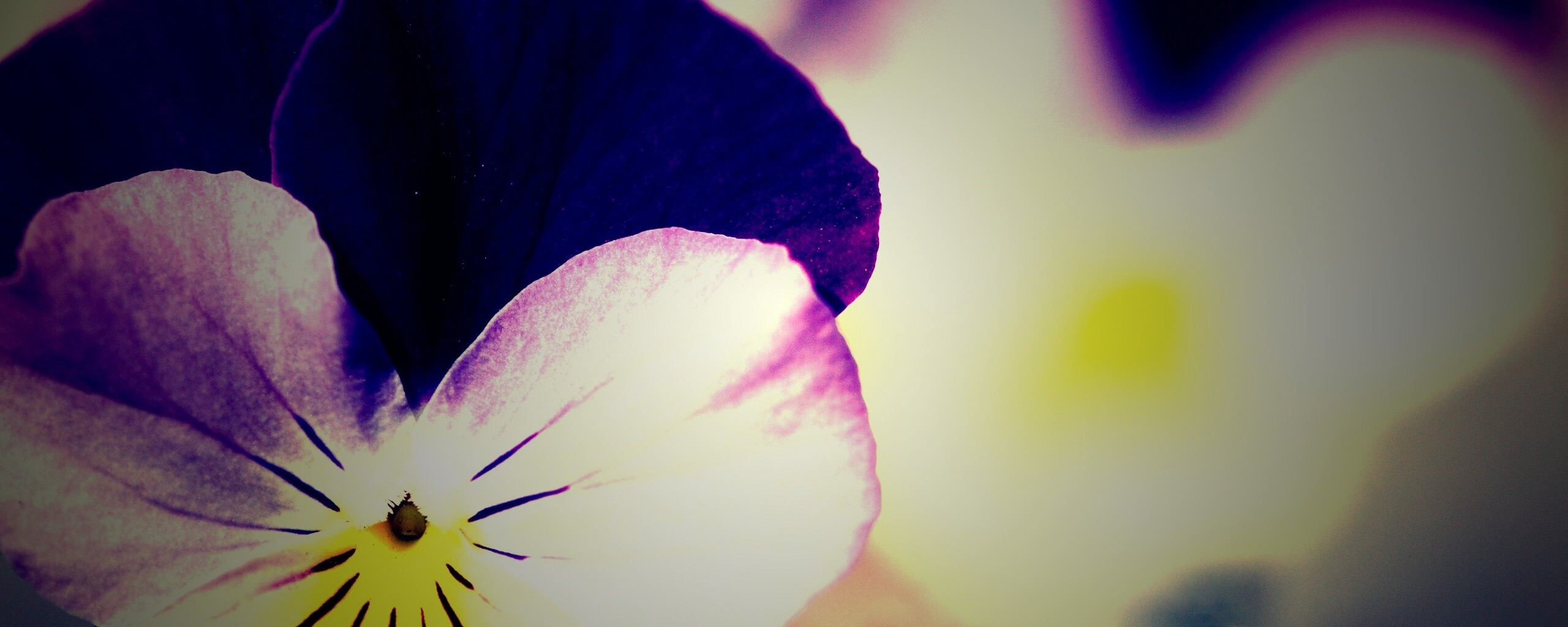 Фиолетовые цветы обои