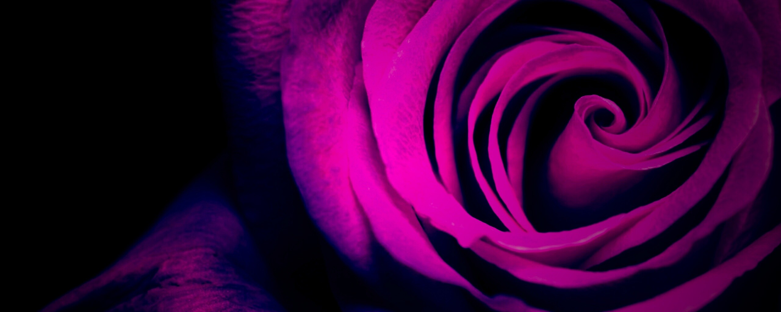 Сиреневая роза обои