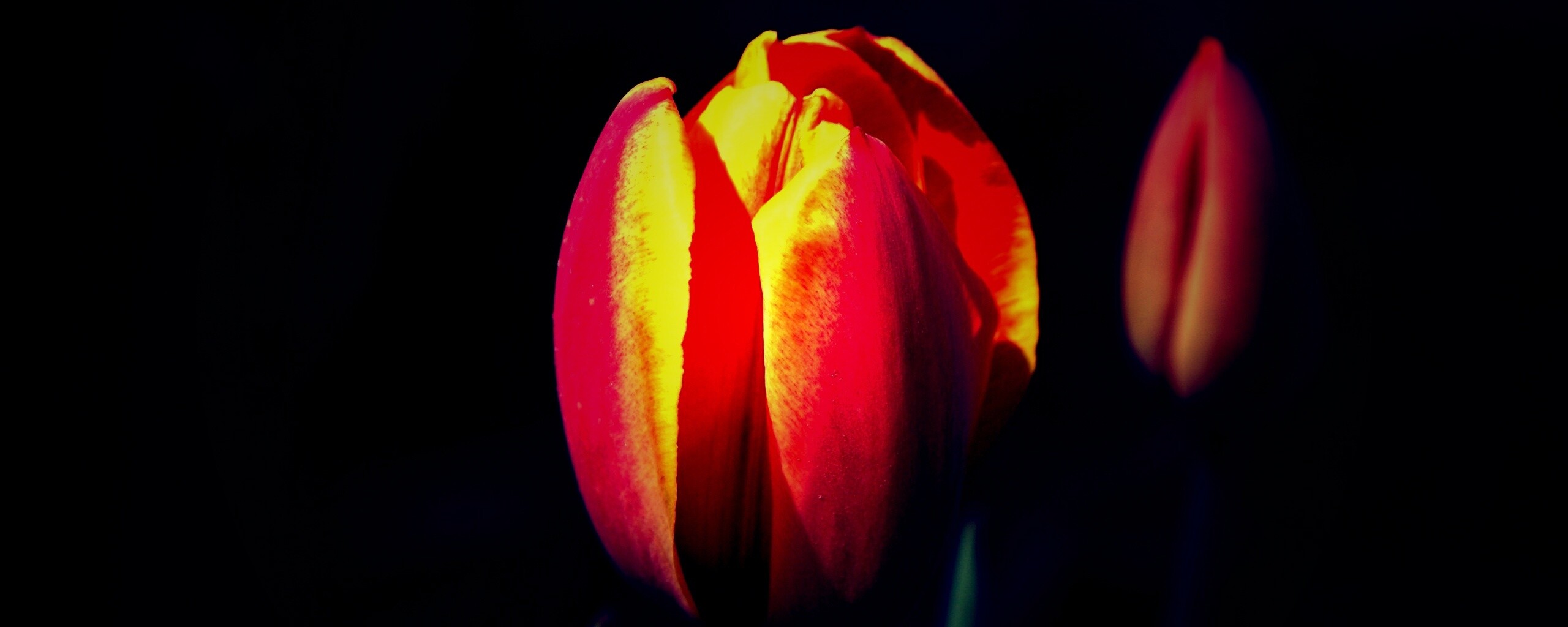 Распускающийся тюльпан обои