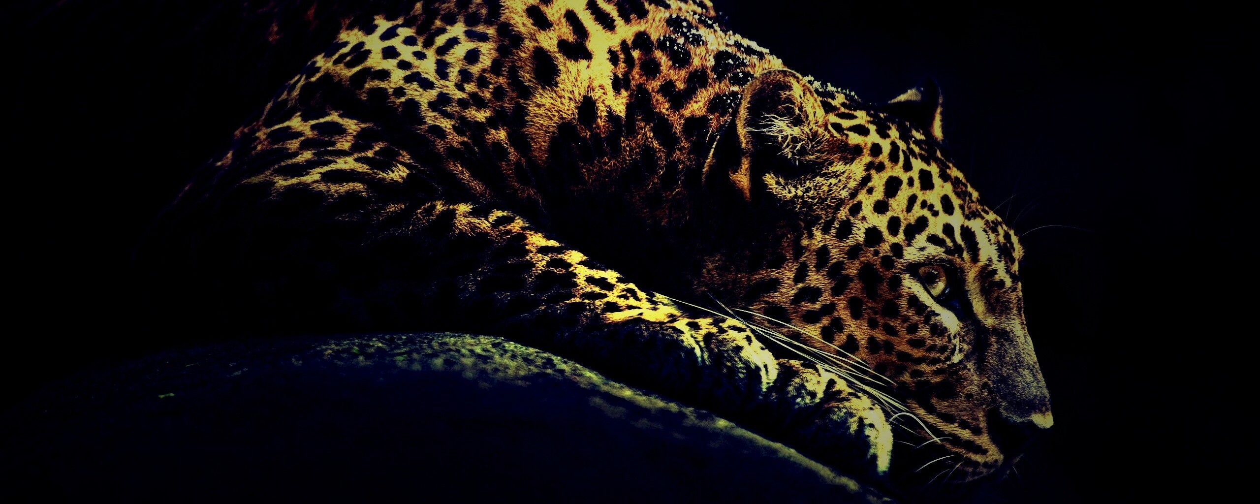 Лежащий ягуар обои