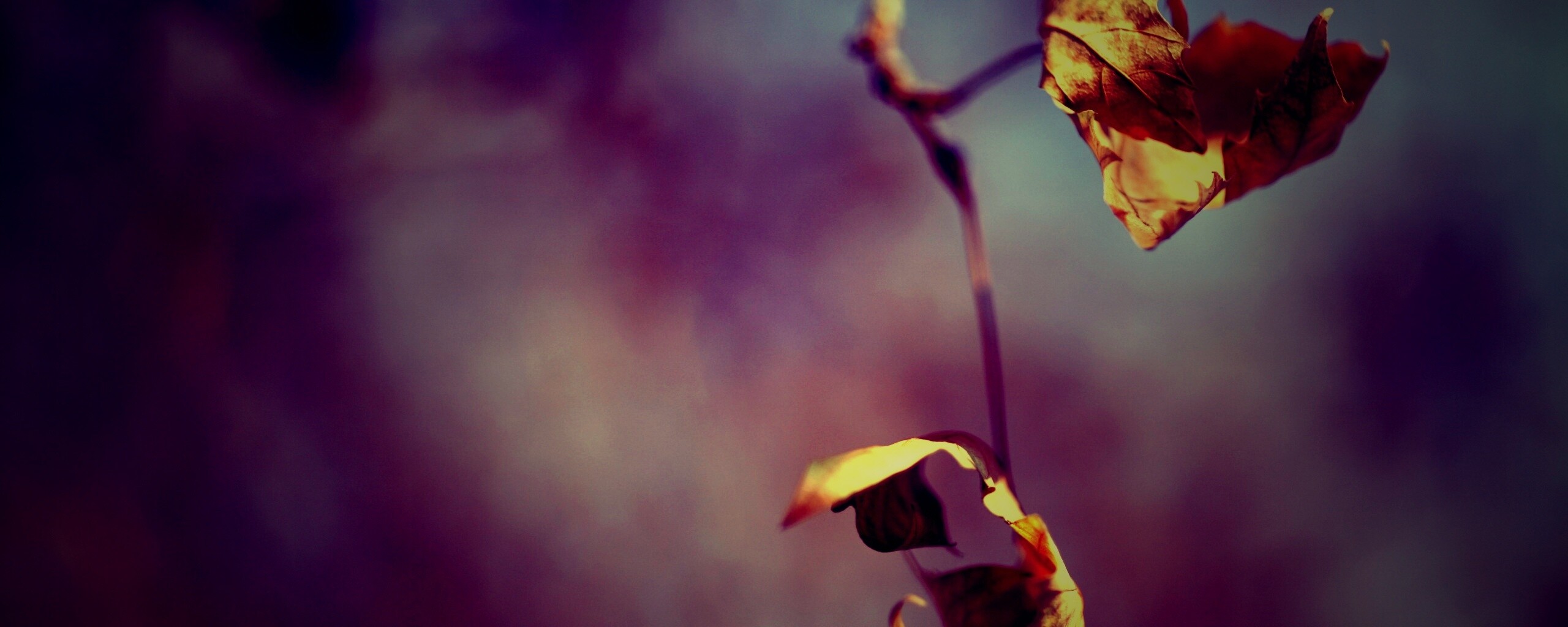 Увядшие листья обои