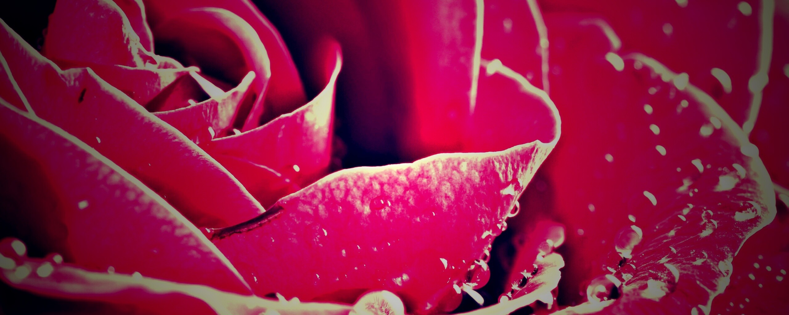 Капли на бутоне розы обои